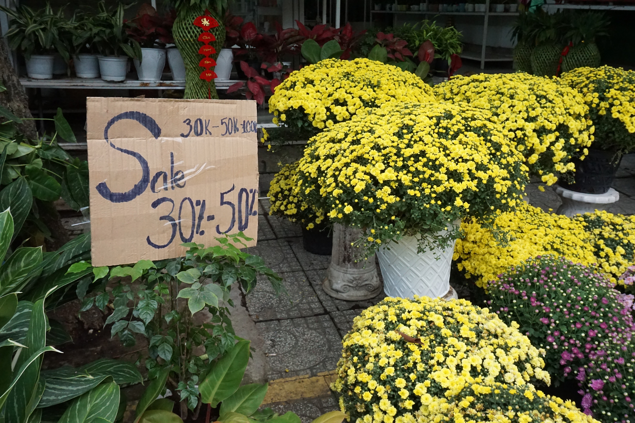 Ấm áp nghĩa tình “giải cứu” cúc mâm xôi nở rộ trước Tết - Ảnh 5.