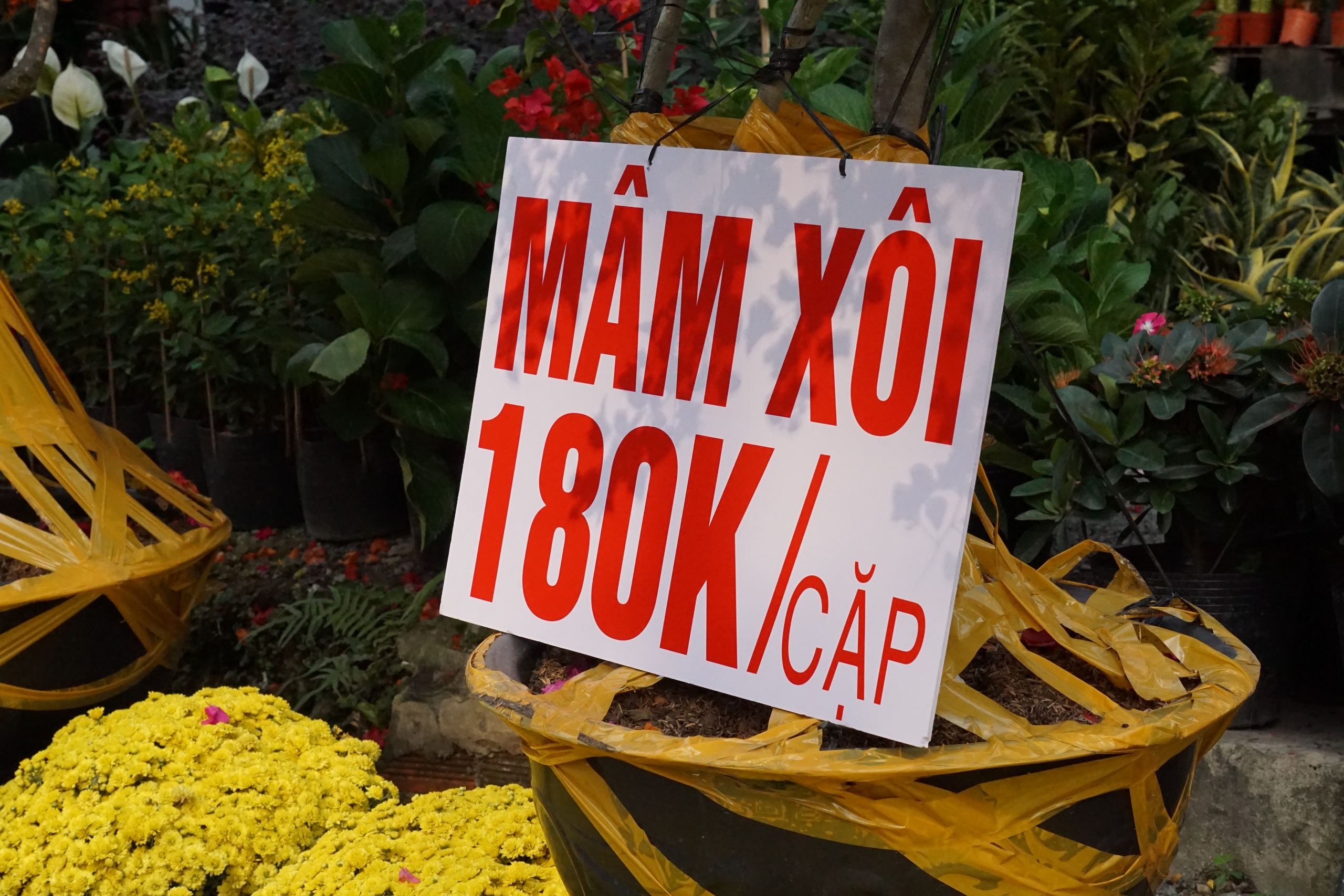 Ấm áp nghĩa tình “giải cứu” cúc mâm xôi nở rộ trước Tết - Ảnh 4.