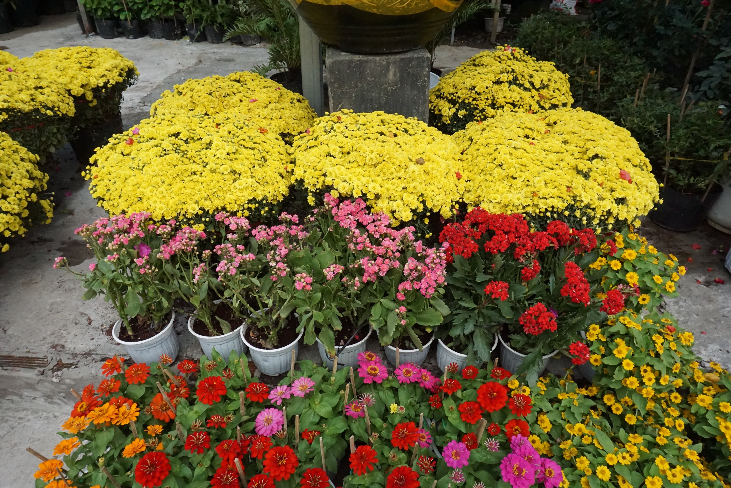 Ấm áp nghĩa tình “giải cứu” cúc mâm xôi nở rộ trước Tết - Ảnh 8.