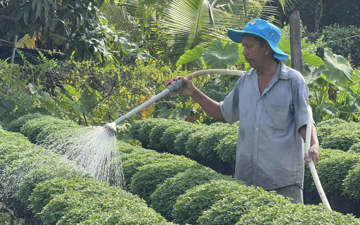 Làng hoa Tết Bính Ngọ 2026: Đón xuân rực rỡ cho kinh tế địa phương - Ảnh 3. Làng hoa Tết Bính Ngọ 2026: Đón xuân rực rỡ cho kinh tế địa phương - Ảnh 3.