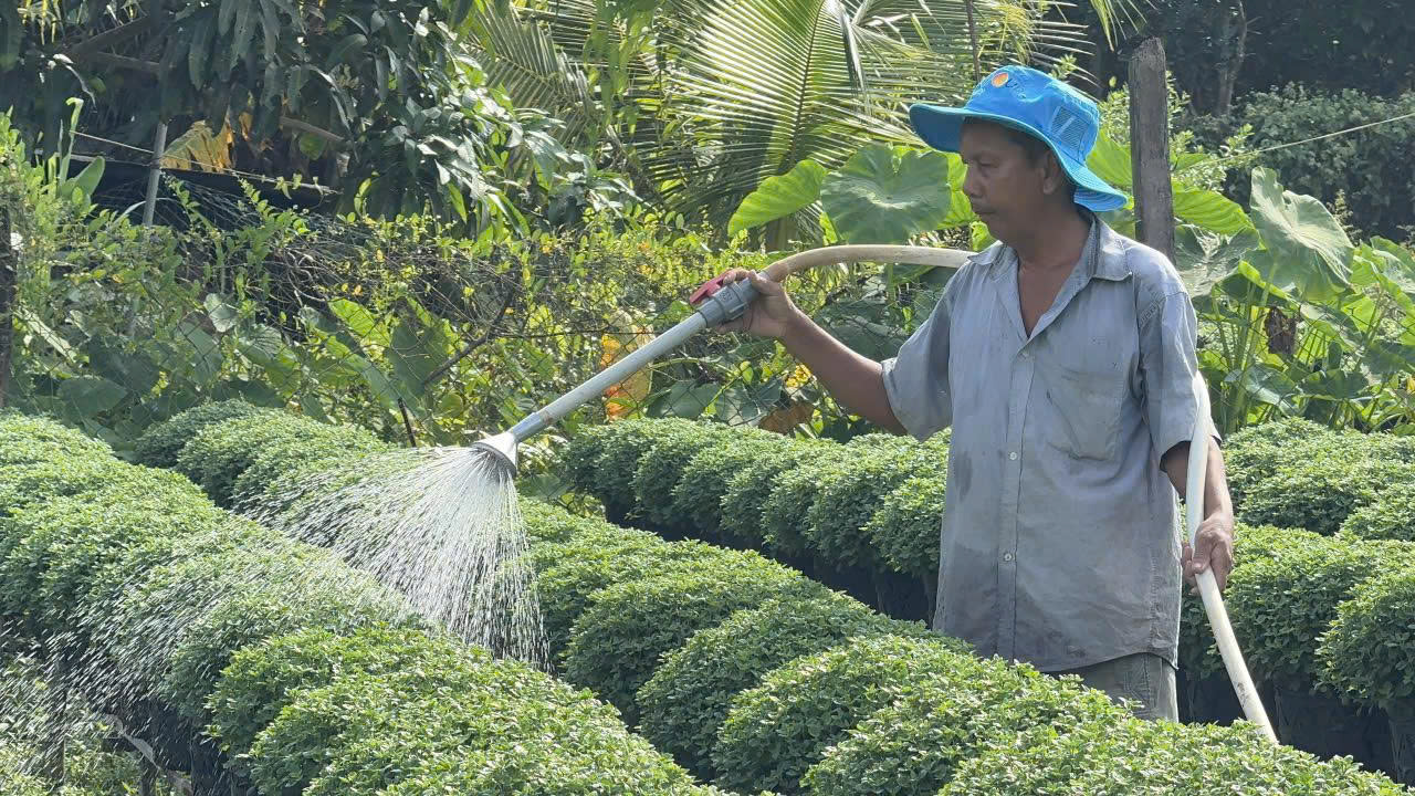 Làng hoa miền Tây hứa hẹn bội thu - Ảnh 1.