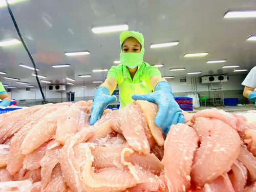 Ngành hàng cá tra đón đầu cơ hội - Ảnh 2. Ngành hàng cá tra đón đầu cơ hội - Ảnh 2.