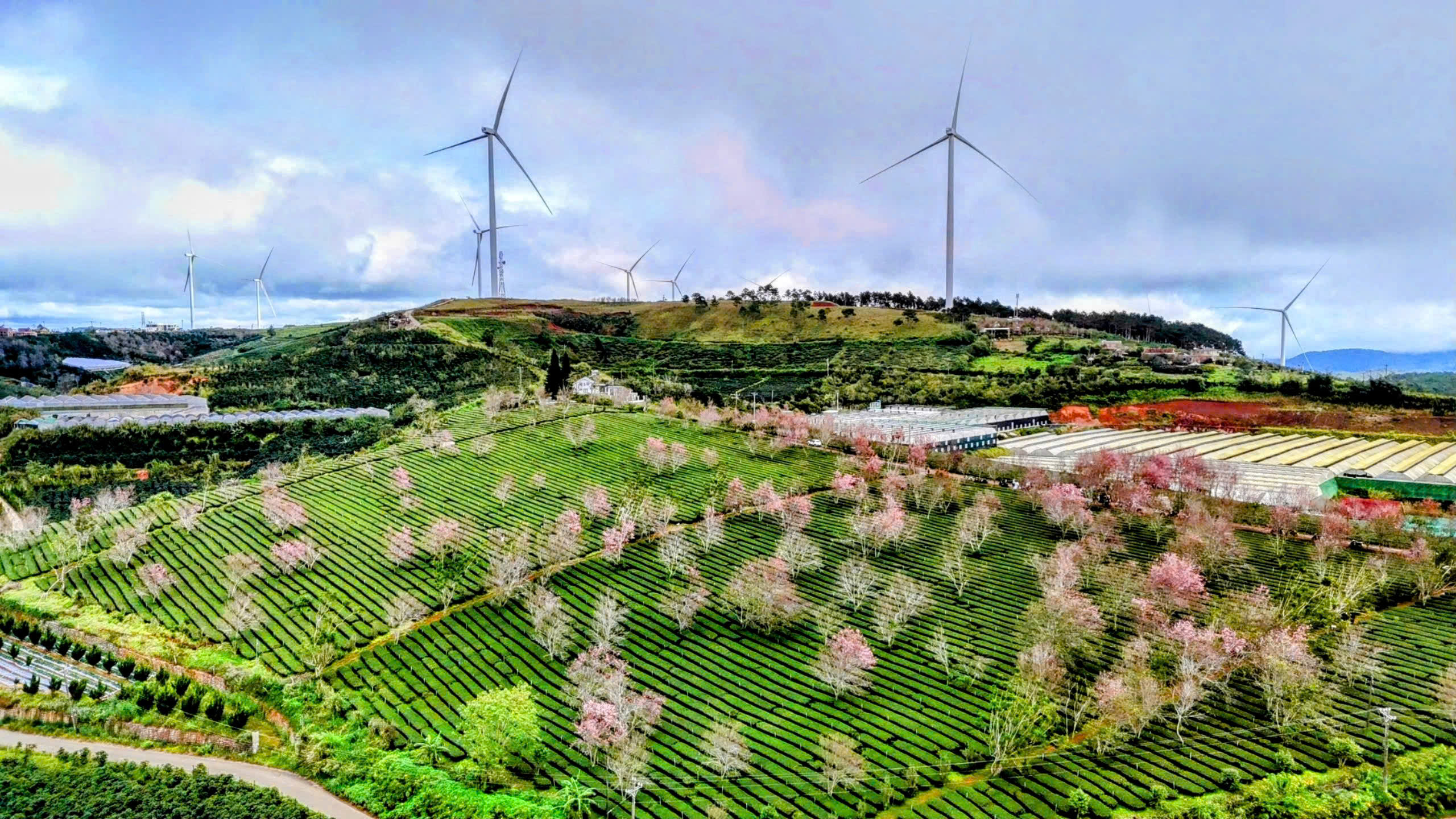 Du lịch Lâm Đồng thu 1.200 tỉ đồng dịp Tết Dương lịch 2026 - Ảnh 2.