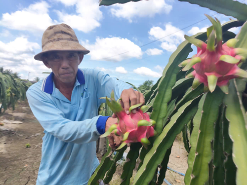 Nh&agrave; vườn thanh long kỳ vọng vụ Tết - Ảnh 1.