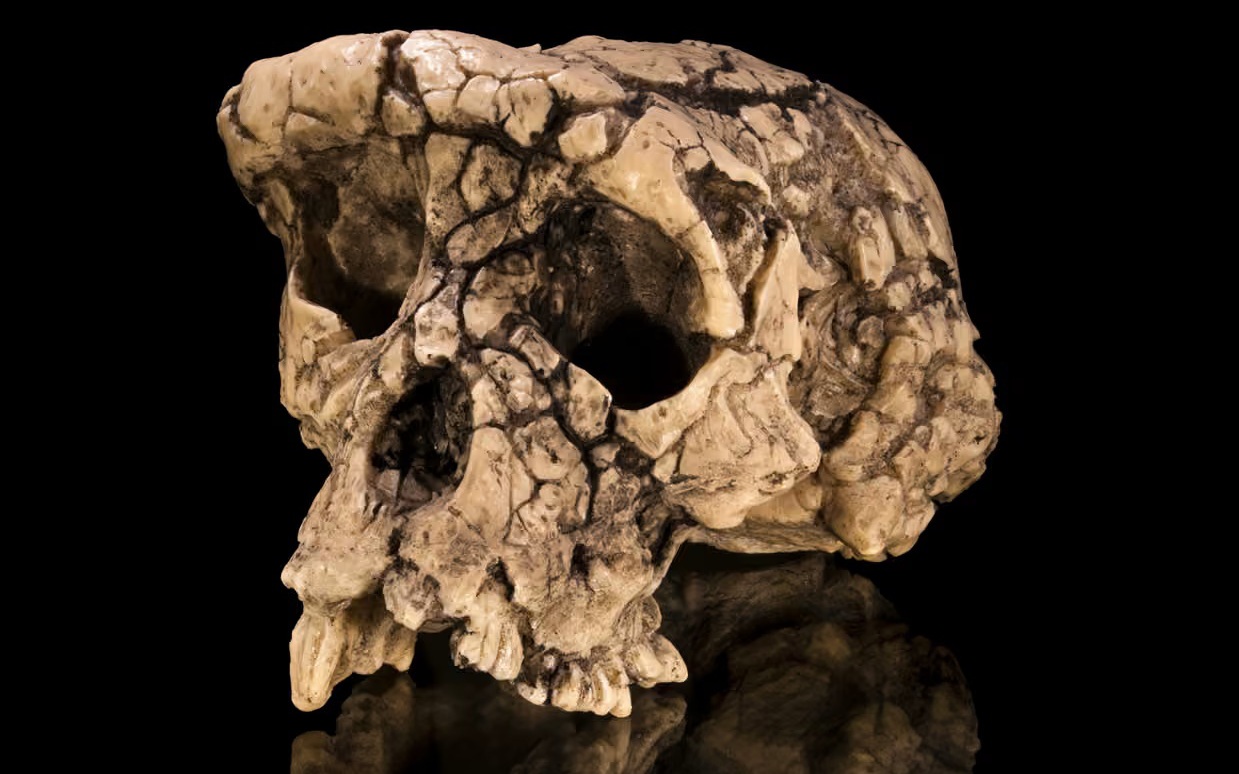 Lộ diện ''lo&agrave;i người ma" chưa từng được biết đến ở ch&acirc;u &Aacute; - Ảnh 2.