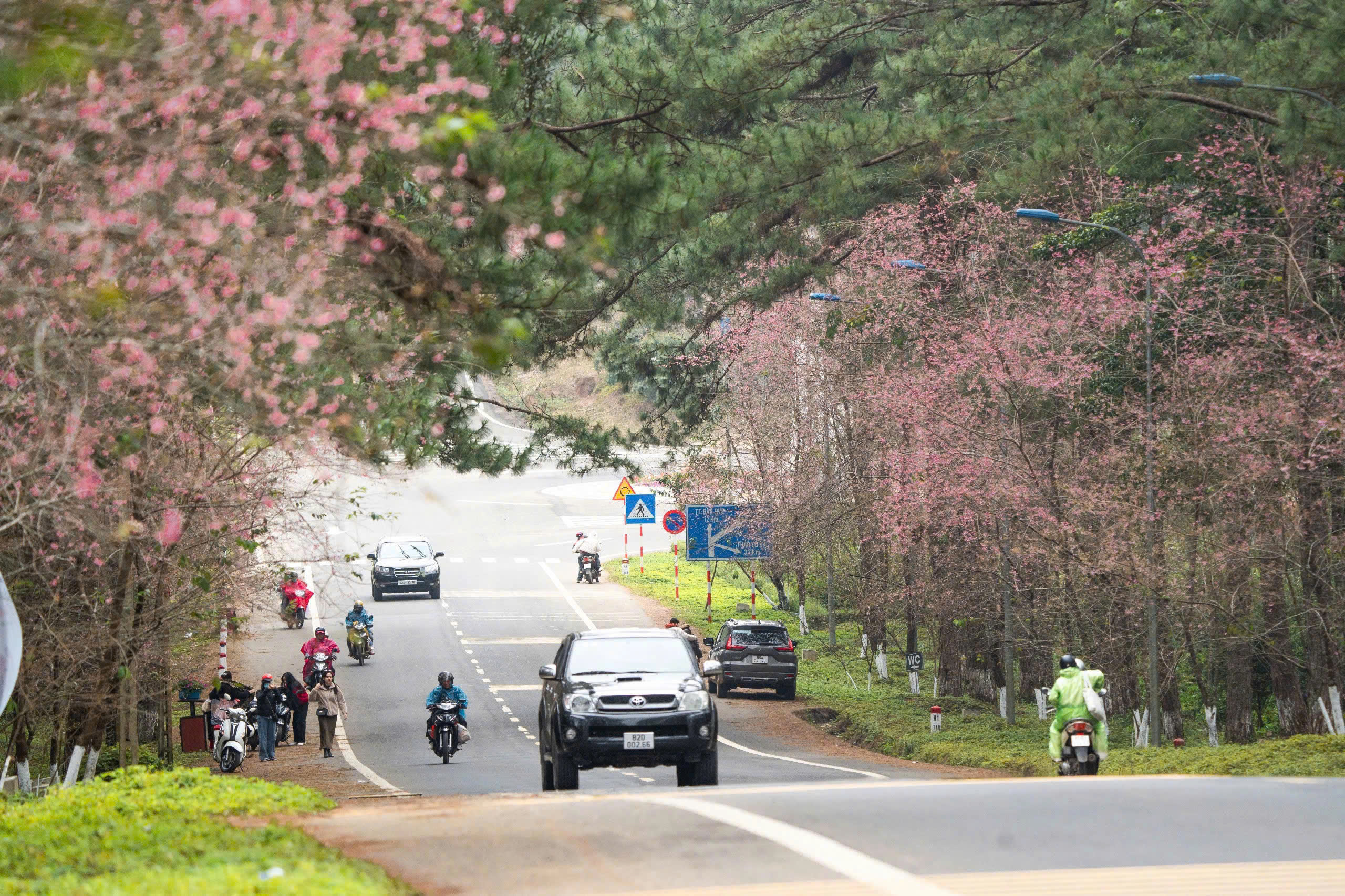 Những vườn mai anh đào giúp du lịch Quảng Ngãi bội thu - Ảnh 1.