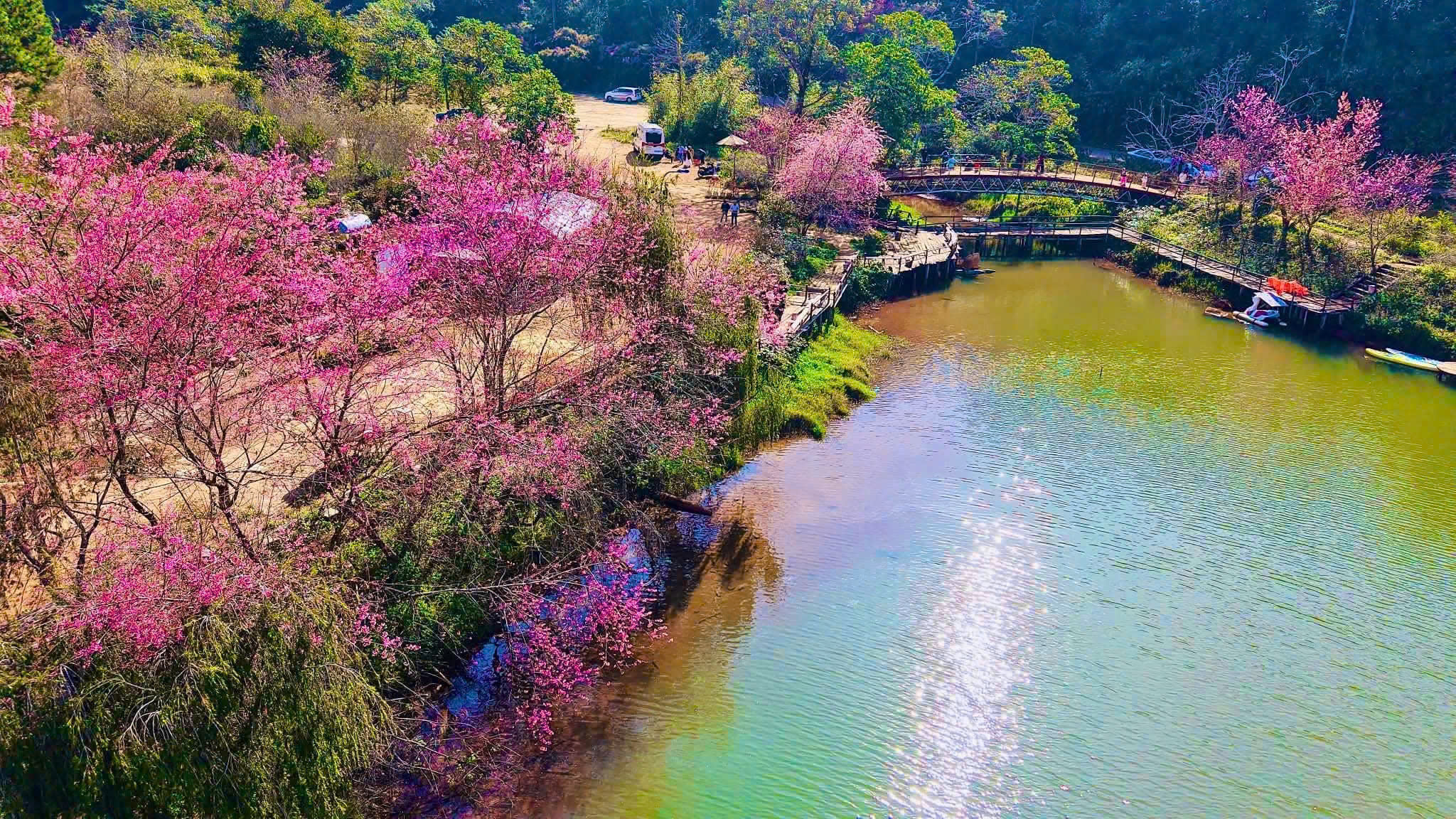 Những vườn mai anh đào giúp du lịch Quảng Ngãi bội thu - Ảnh 2.