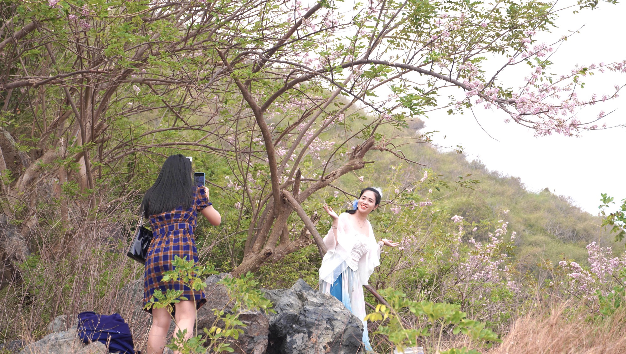 Hoa đỗ mai nở rộ, Vũng T&agrave;u dịu d&agrave;ng bước v&agrave;o xu&acirc;n - Ảnh 4.