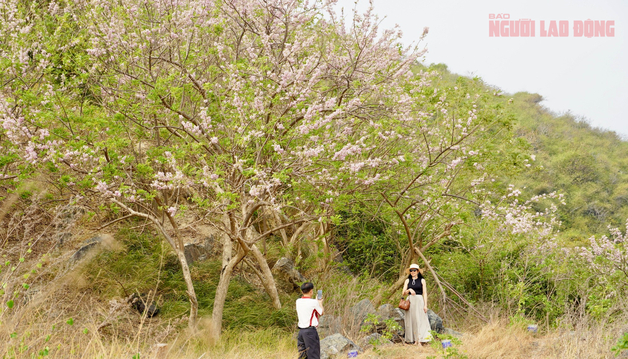 Hoa đỗ mai nở rộ, Vũng T&agrave;u dịu d&agrave;ng bước v&agrave;o xu&acirc;n - Ảnh 1.