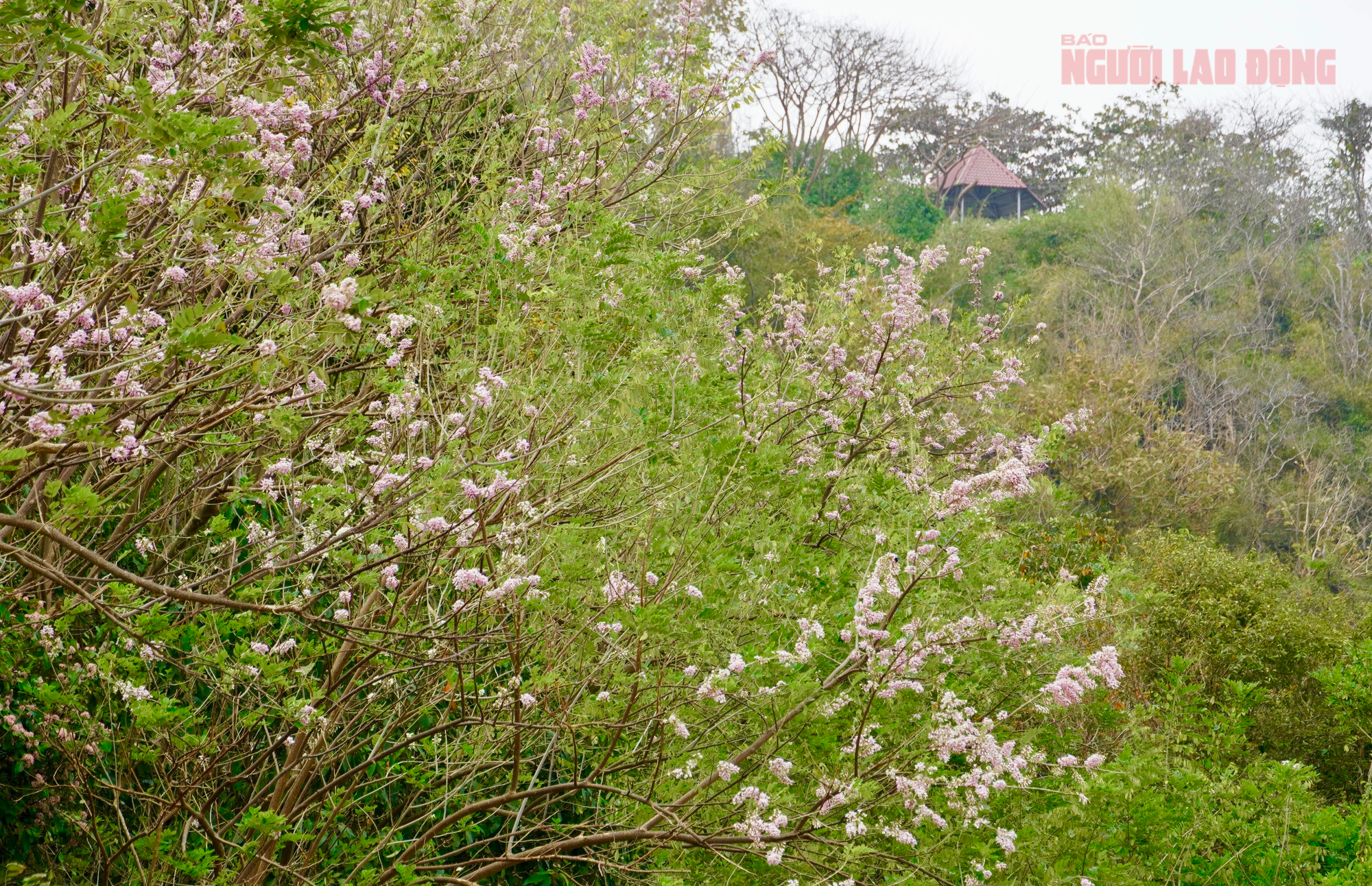 Hoa đỗ mai nở rộ, Vũng T&agrave;u dịu d&agrave;ng bước v&agrave;o xu&acirc;n - Ảnh 2.