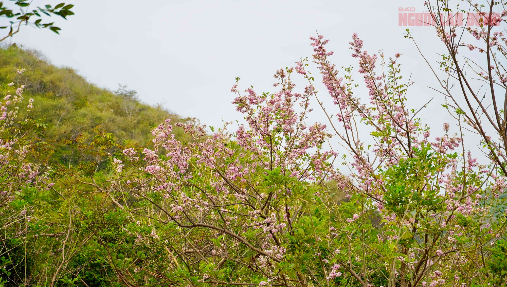 Hoa đỗ mai nở rộ, Vũng T&agrave;u dịu d&agrave;ng bước v&agrave;o xu&acirc;n - Ảnh 3.