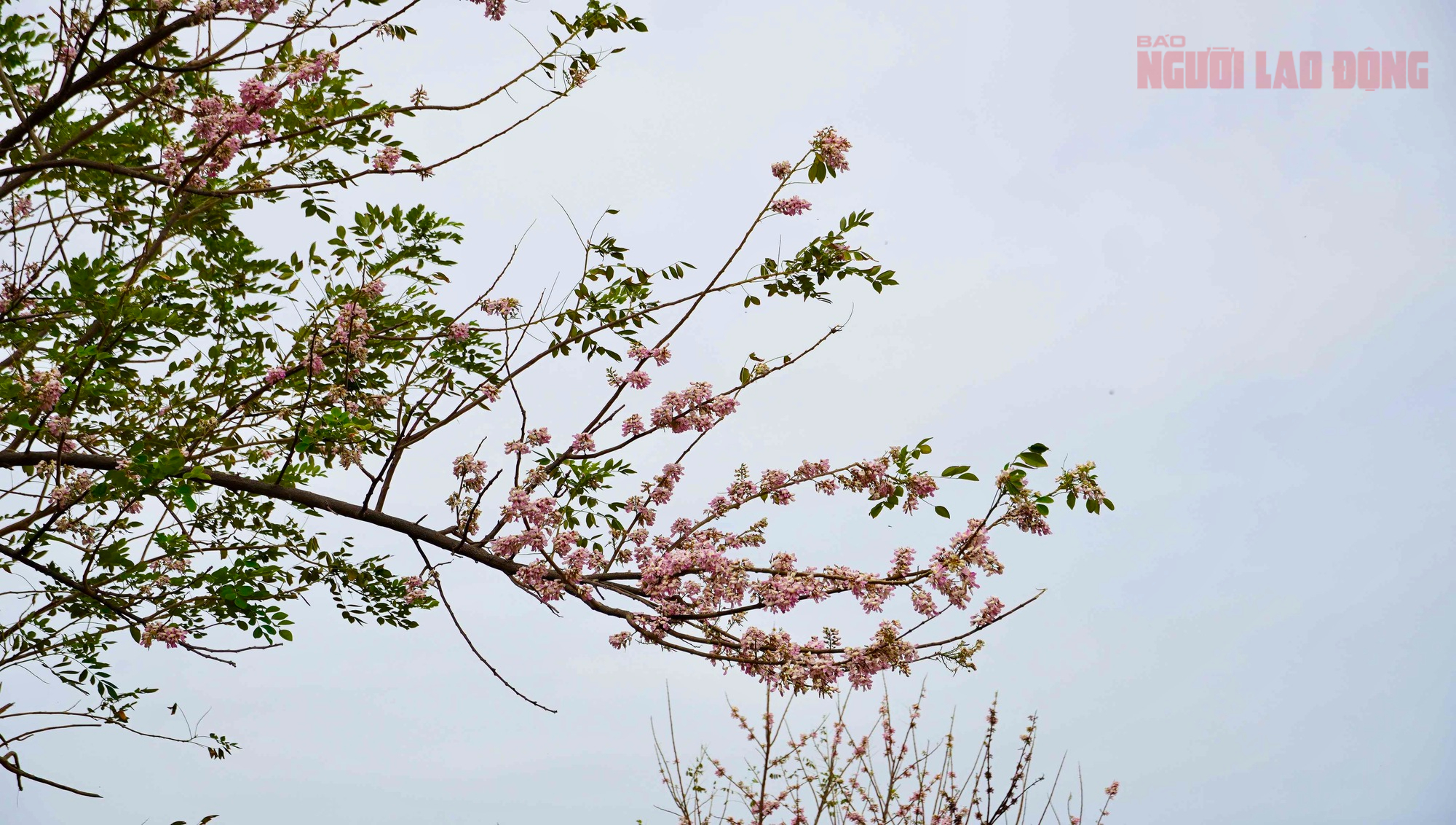 Hoa đỗ mai nở rộ, Vũng T&agrave;u dịu d&agrave;ng bước v&agrave;o xu&acirc;n - Ảnh 5.