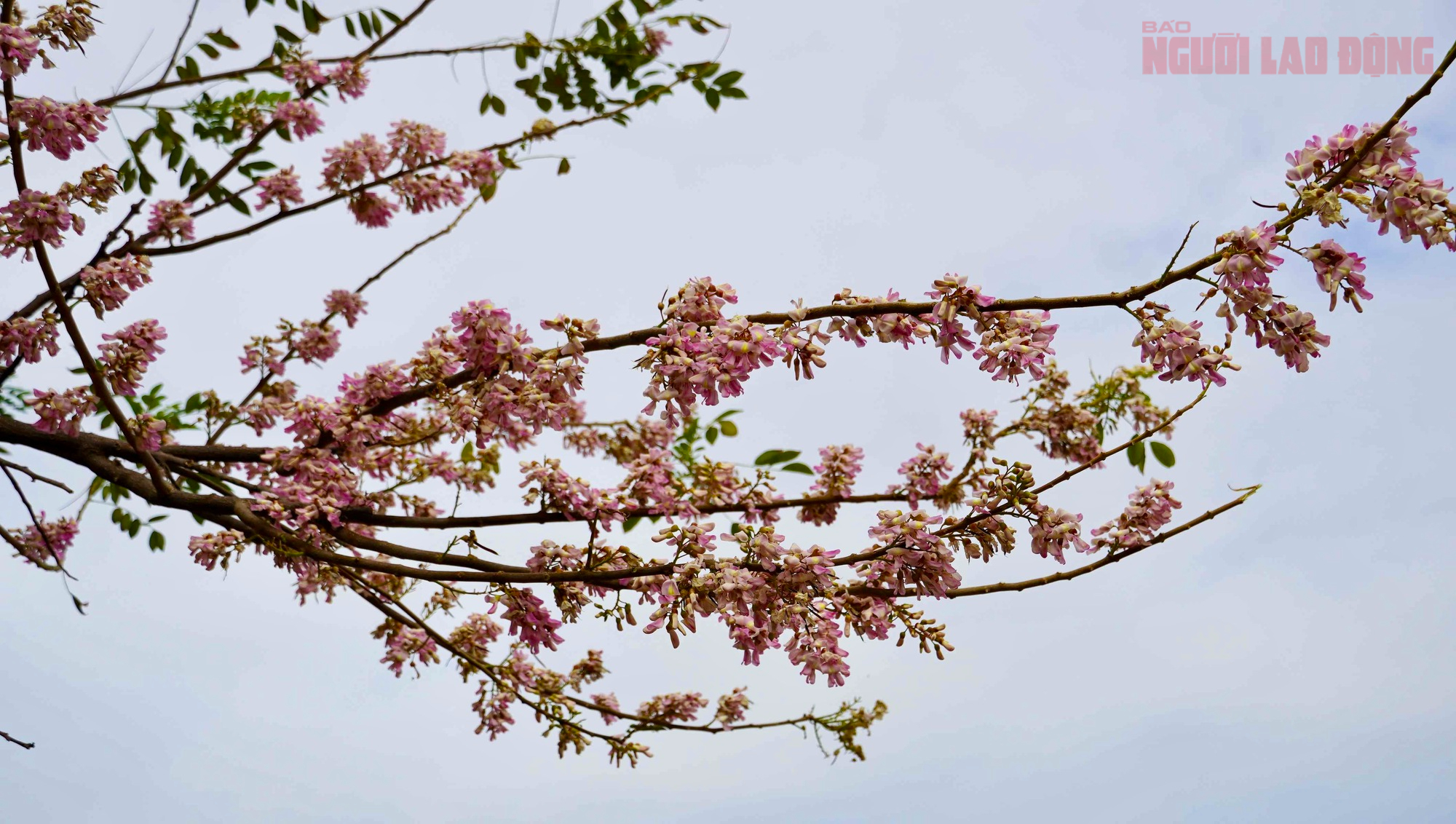 Hoa đỗ mai nở rộ, Vũng T&agrave;u dịu d&agrave;ng bước v&agrave;o xu&acirc;n - Ảnh 6.