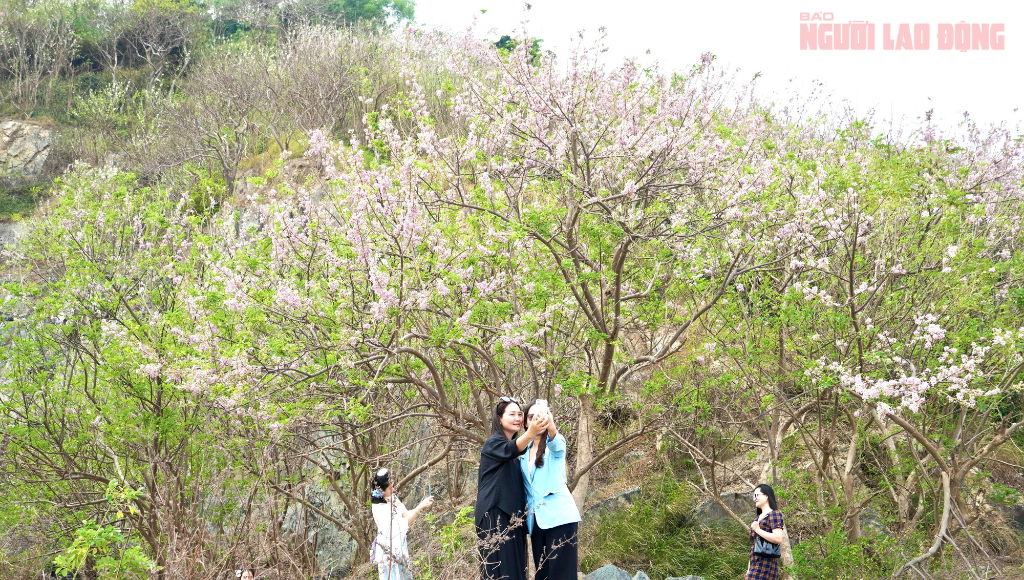 Hoa đỗ mai nở rộ, Vũng T&agrave;u dịu d&agrave;ng bước v&agrave;o xu&acirc;n - Ảnh 7.