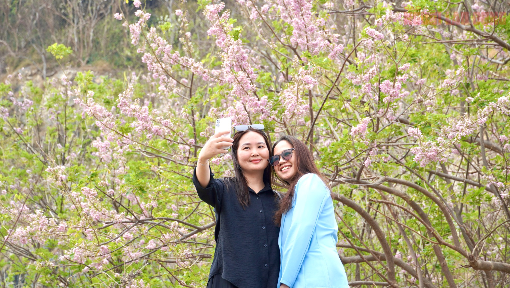 Hoa đỗ mai nở rộ, Vũng T&agrave;u dịu d&agrave;ng bước v&agrave;o xu&acirc;n - Ảnh 8.