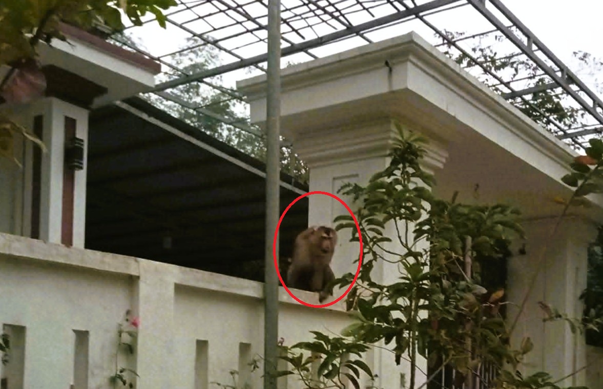 Khỉ đuôi lợn tấn công người phụ nữ khâu 15 mũi - Ảnh 1.