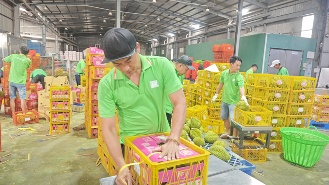 Việt Nam dẫn đầu xuất khẩu sầu riêng sang Trung Quốc - Ảnh 1.