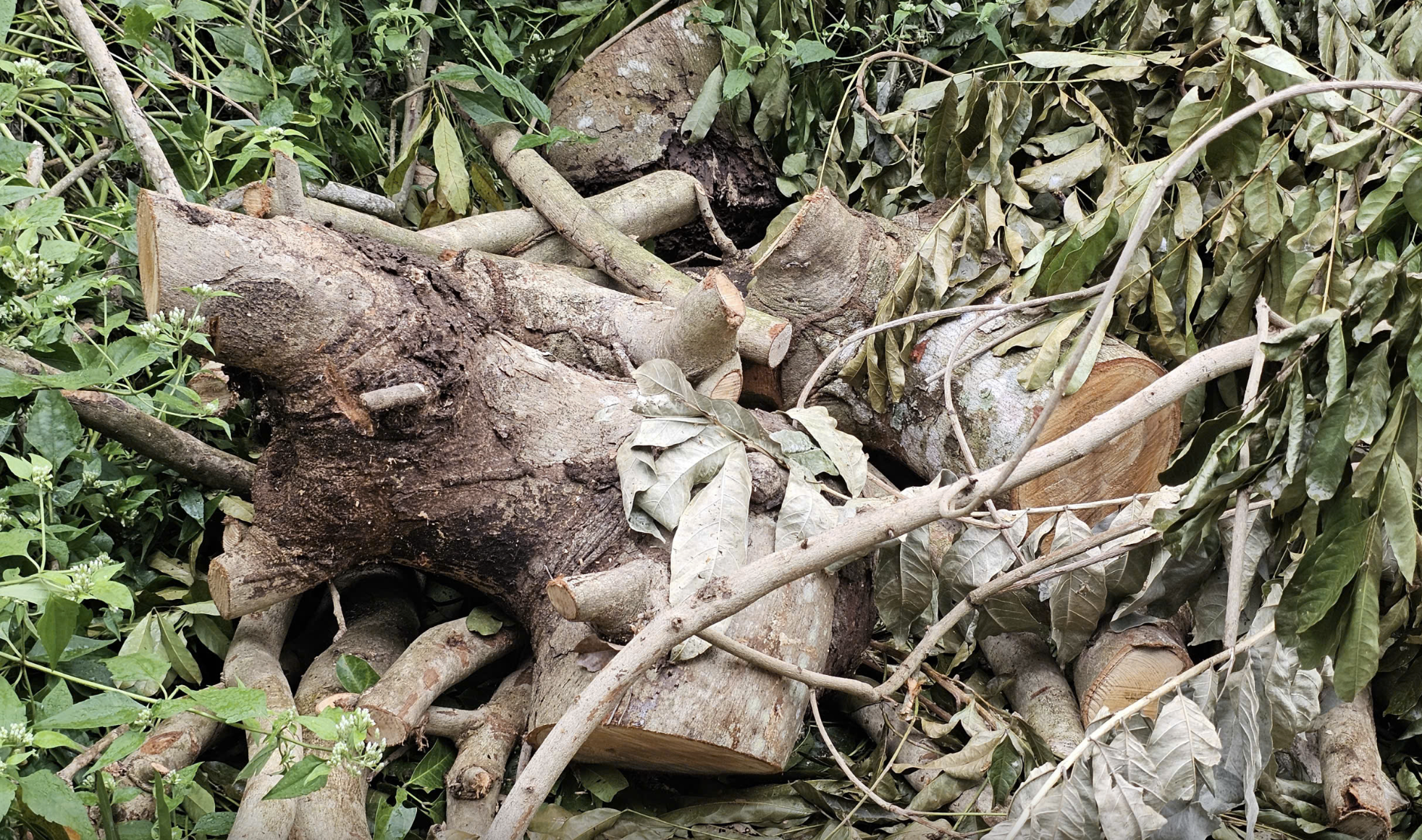 Ai đứng sau vụ 41 cây xà cừ bị đốn hạ ở Cần Thơ? - Ảnh 2.