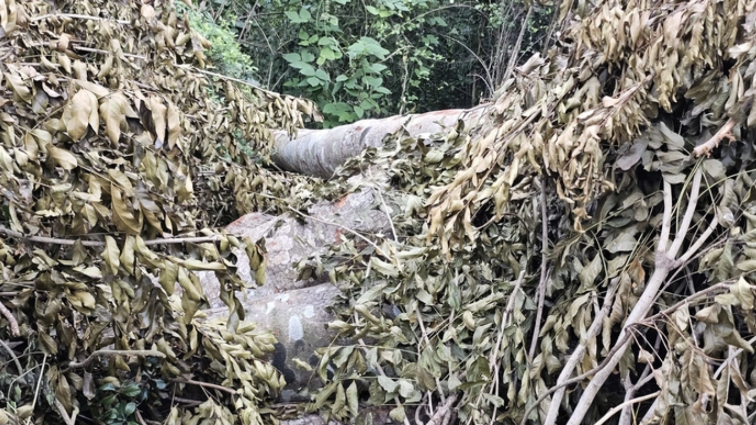 Ai đứng sau vụ 41 cây xà cừ bị đốn hạ ở Cần Thơ? - Ảnh 3.