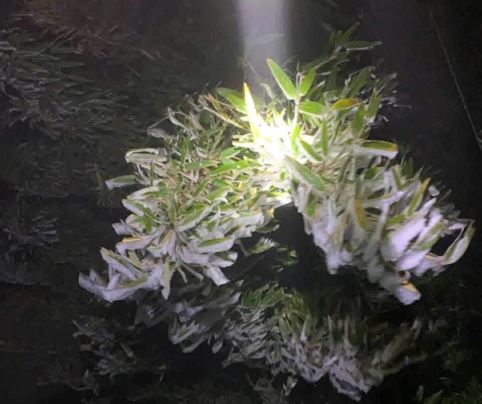 - Ảnh 4. - Ảnh 4.