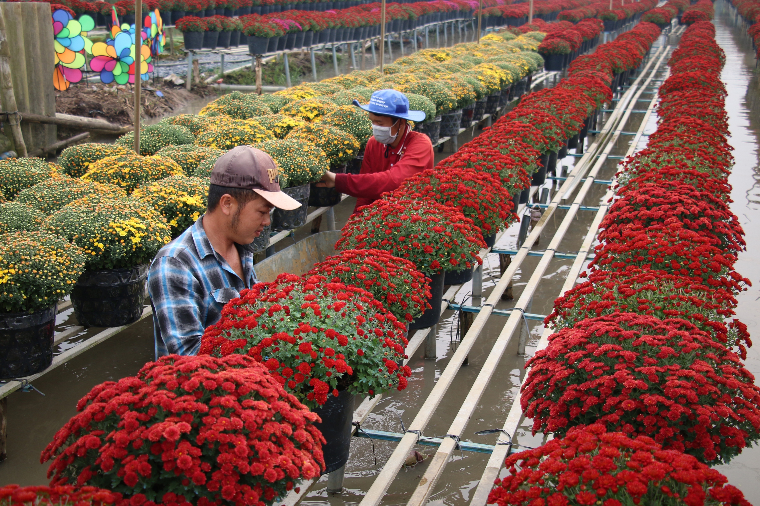 Làng hoa Tết Bính Ngọ 2026: Đón xuân rực rỡ cho kinh tế địa phương - Ảnh 2. Làng hoa Tết Bính Ngọ 2026: Đón xuân rực rỡ cho kinh tế địa phương - Ảnh 2.