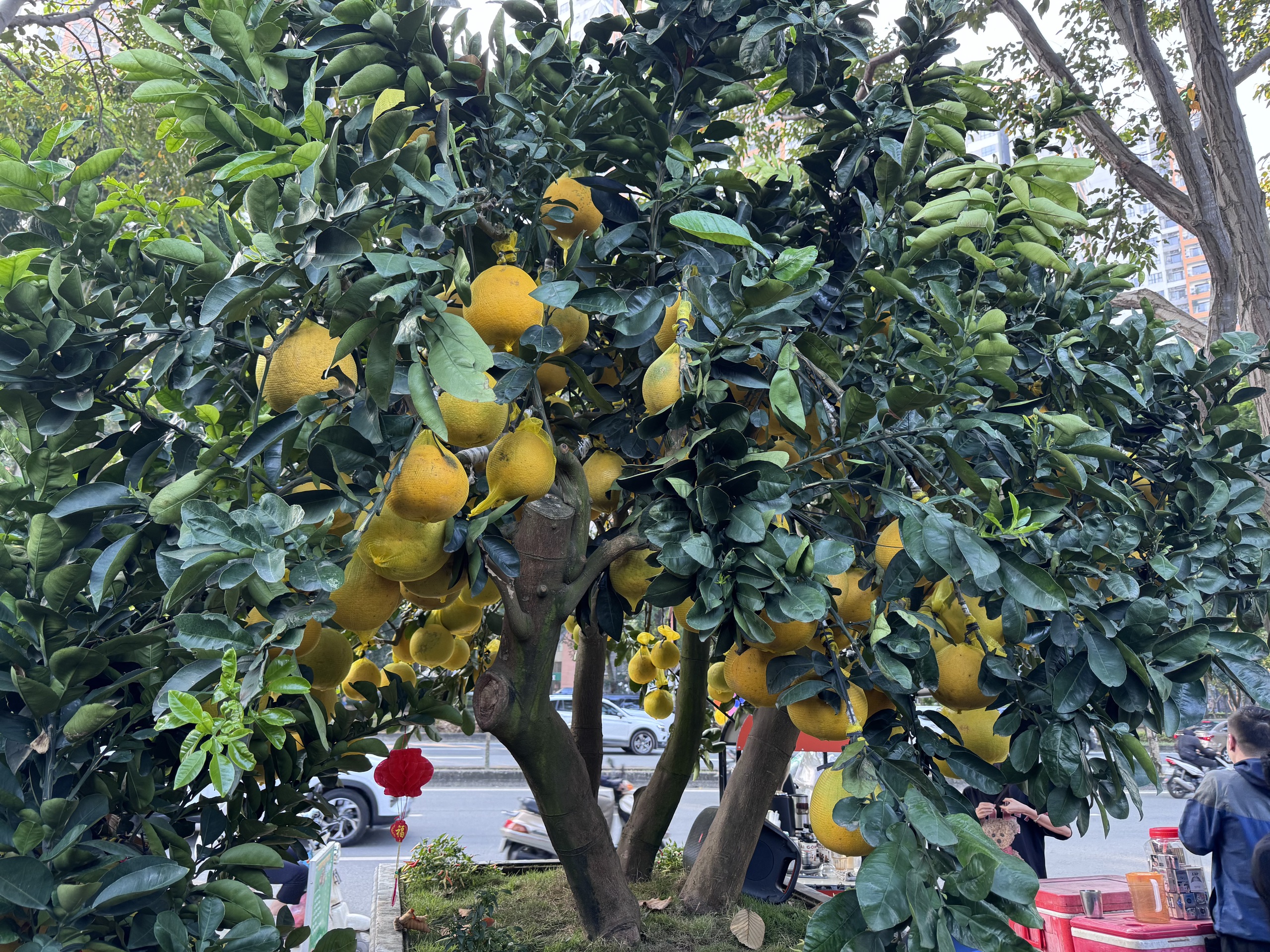 Đã mắt với cặp bưởi diễn gần 400 trái - Ảnh 1.