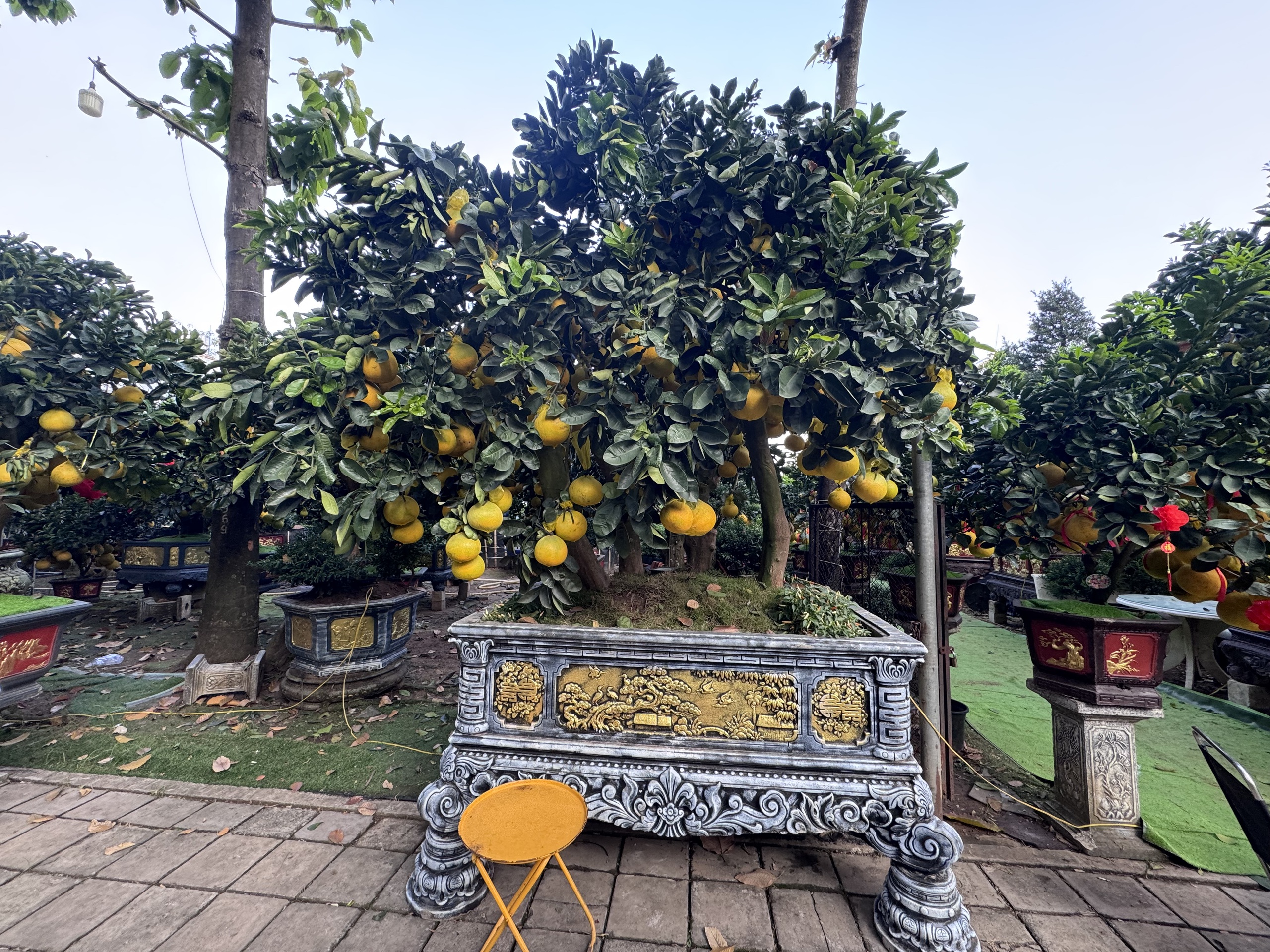 Đã mắt với cặp bưởi diễn gần 400 trái - Ảnh 3.