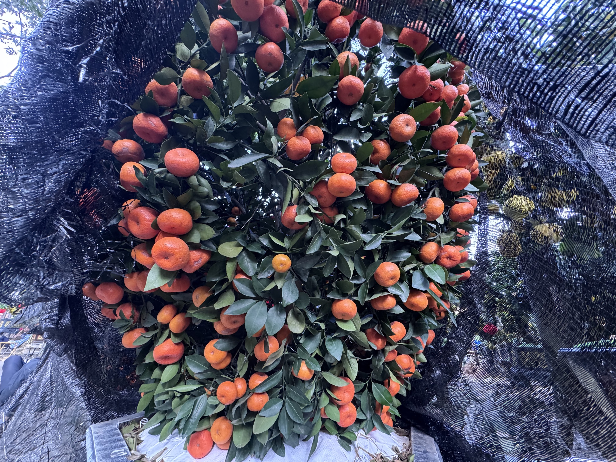 Đã mắt với cặp bưởi diễn gần 400 trái - Ảnh 6.