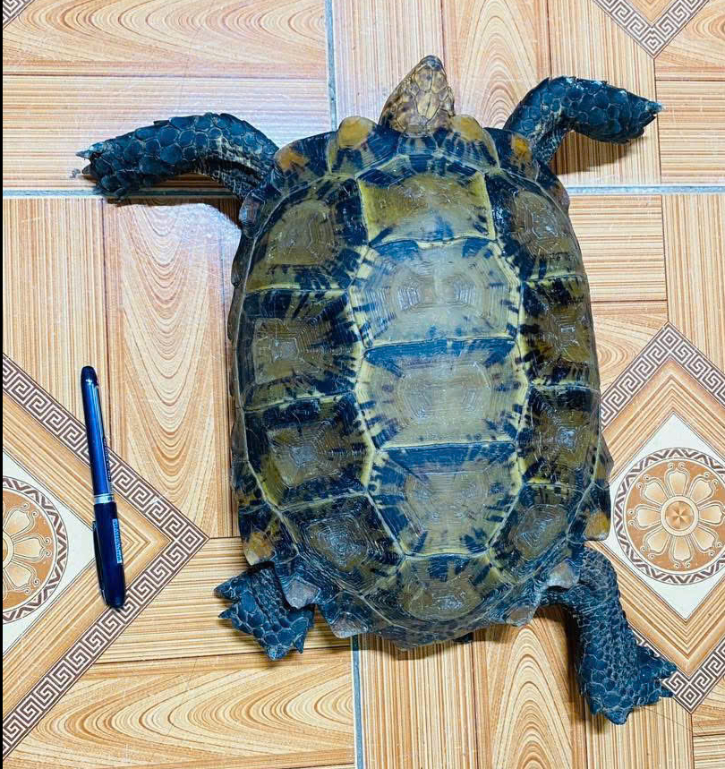 Bắt được rùa núi viền quý hiếm giữa ruộng, người dân lập tức giao nộp - Ảnh 1.