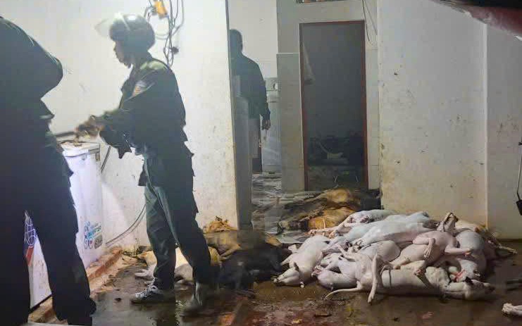 Đột k&iacute;ch c&ocirc;ng xưởng giết mổ ch&oacute; trộm ở T&acirc;y Ninh , bắt giữ nhiều đối tượng - Ảnh 6.