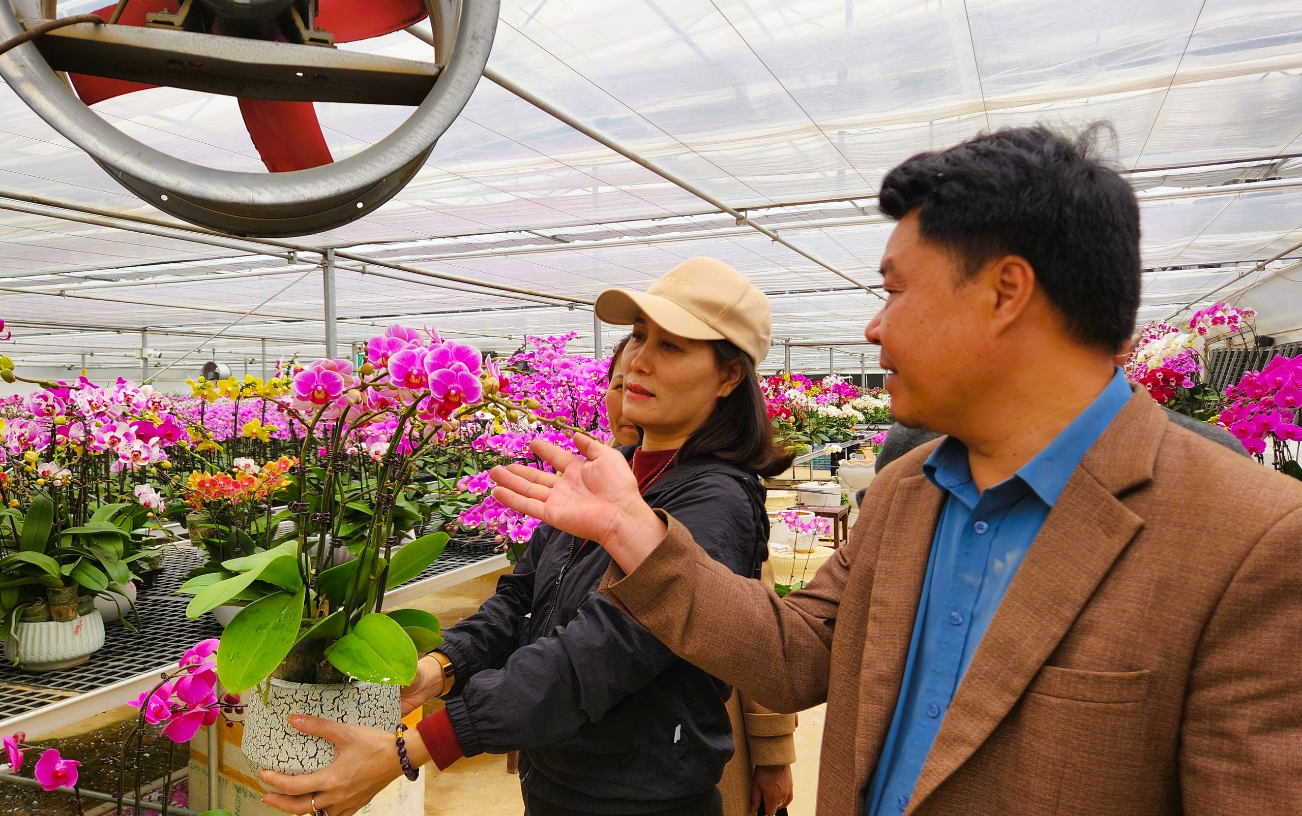 Đầu tư 10 tỉ đồng trồng loài hoa "quý tộc" bán cho người dân chơi Tết - Ảnh 10.