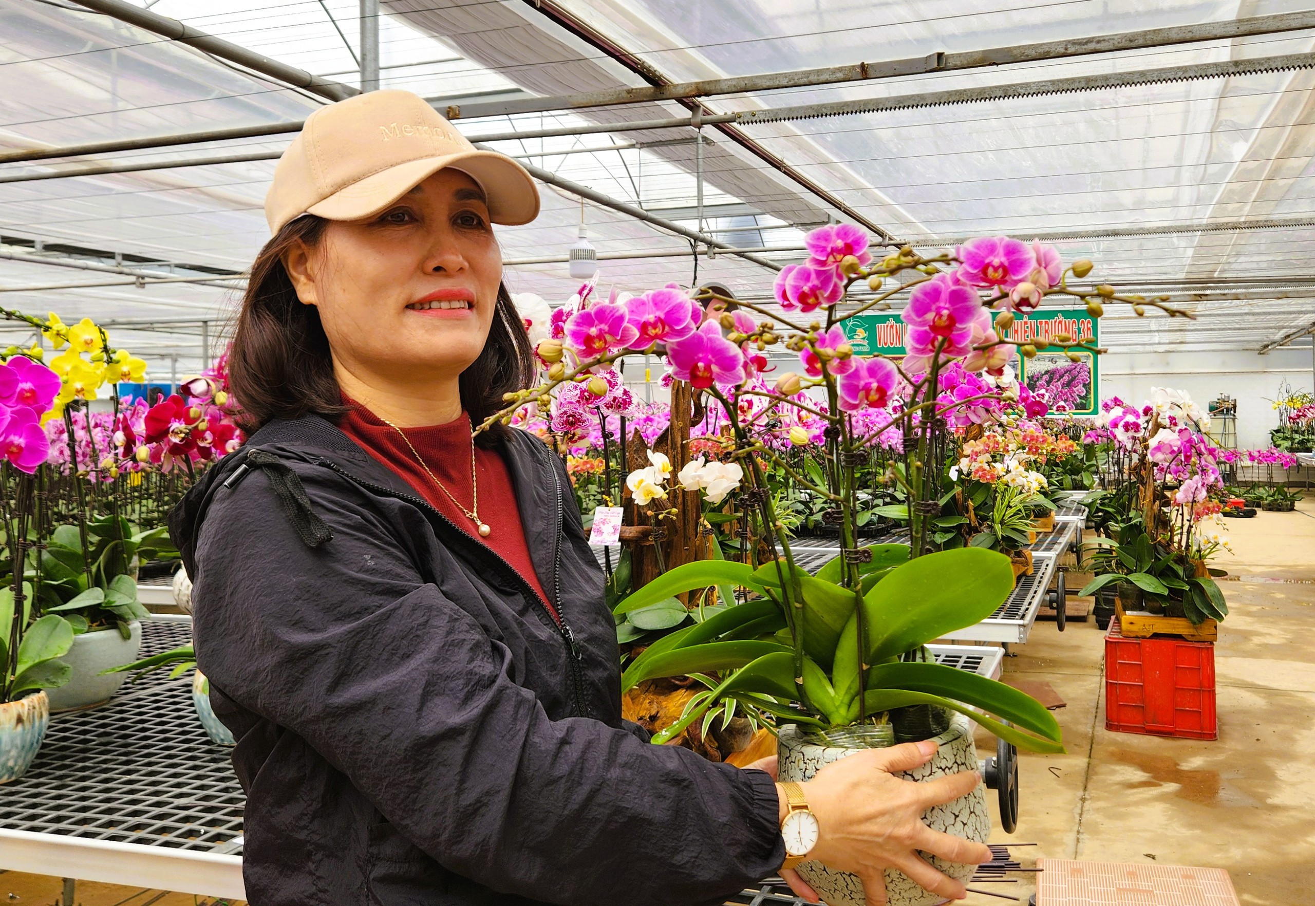 Đầu tư 10 tỉ đồng trồng loài hoa "quý tộc" bán cho người dân chơi Tết - Ảnh 9.