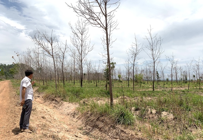 Gia Lai thu hồi đất cao su kém hiệu quả để phát triển kinh tế - Ảnh 1.