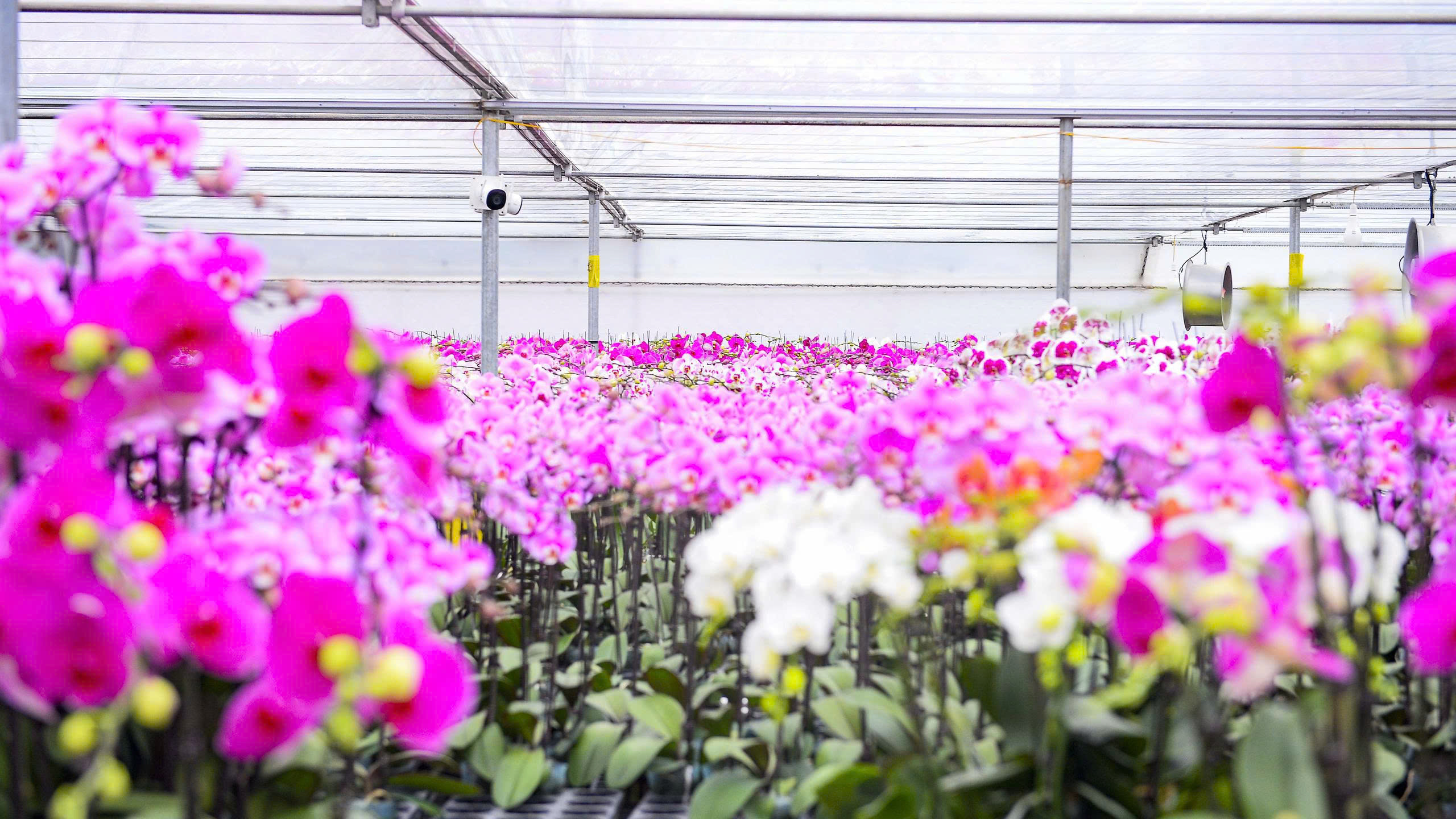 Đầu tư 10 tỉ đồng trồng loài hoa "quý tộc" bán cho người dân chơi Tết - Ảnh 2.