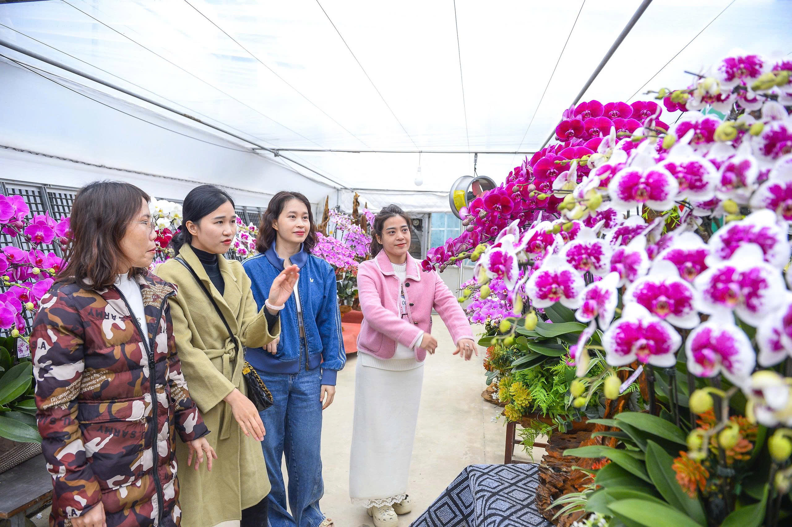 Đầu tư 10 tỉ đồng trồng loài hoa "quý tộc" bán cho người dân chơi Tết - Ảnh 14.