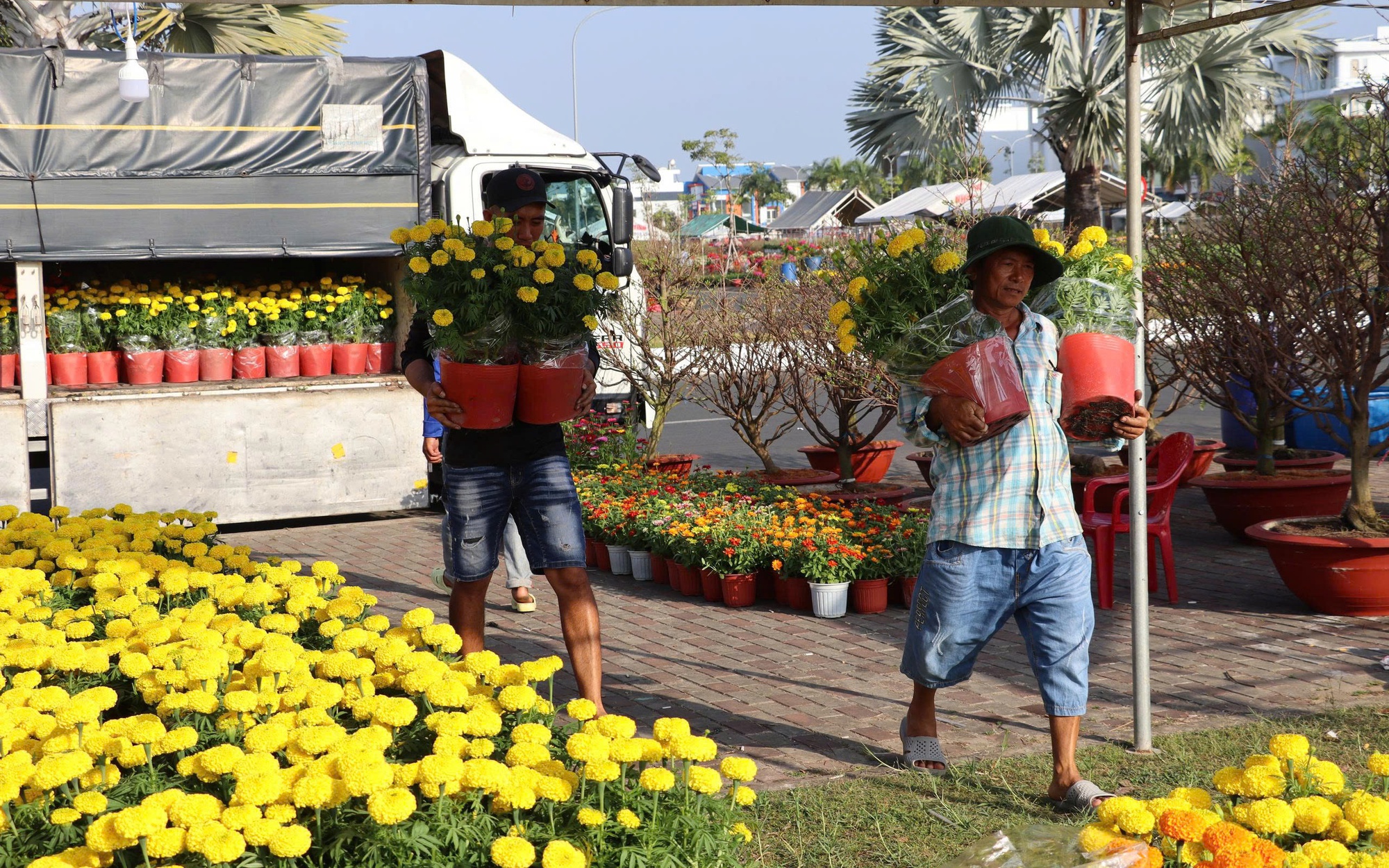 Hoa Tết gi&aacute; rẻ 50.000 - 100.000 đồng/chậu ch&aacute;y h&agrave;ng - Ảnh 1.