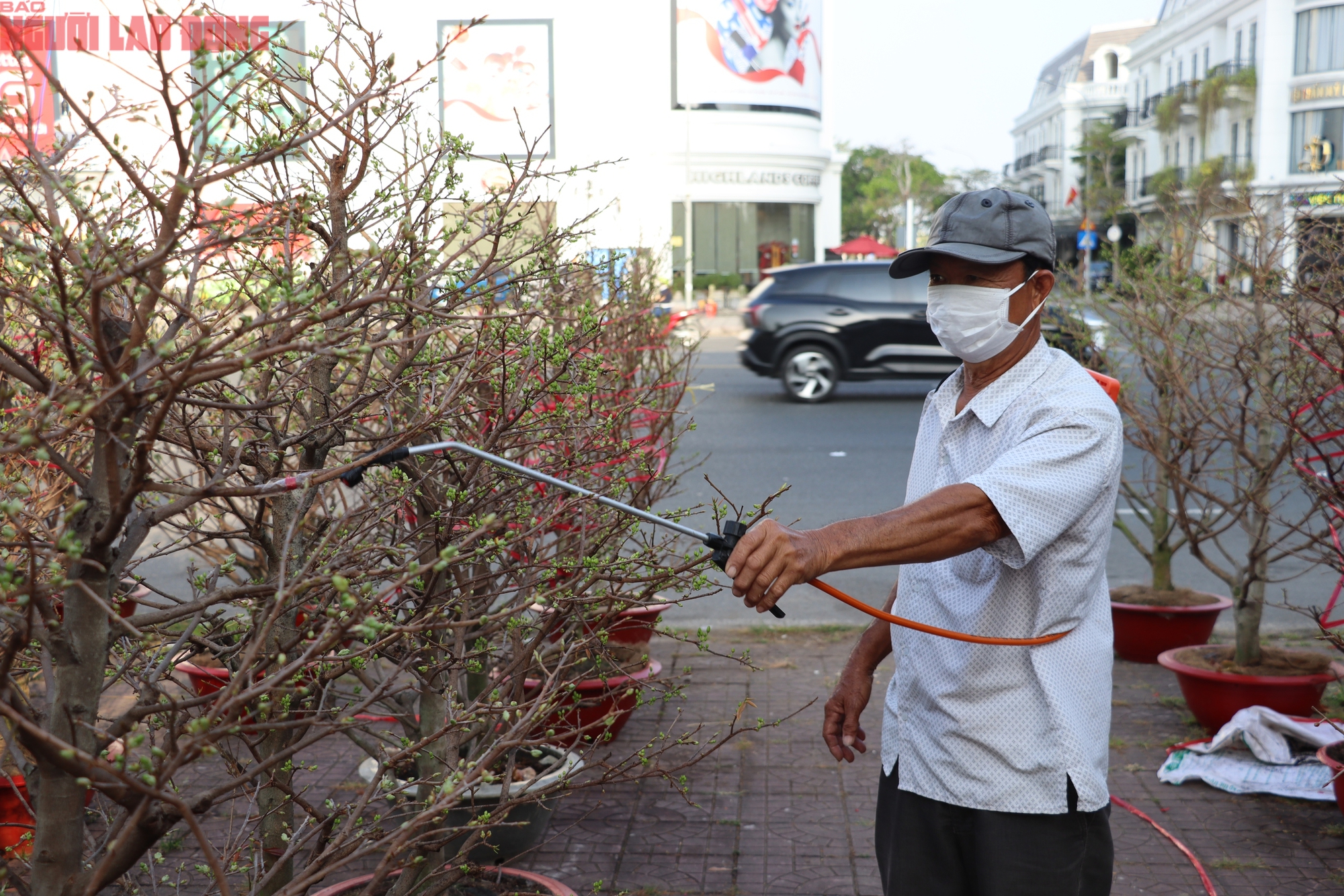 Hoa kiểng Tết 2026 gi&aacute; b&igrave;nh d&acirc;n h&uacute;t kh&aacute;ch tại miền T&acirc;y - Ảnh 1.