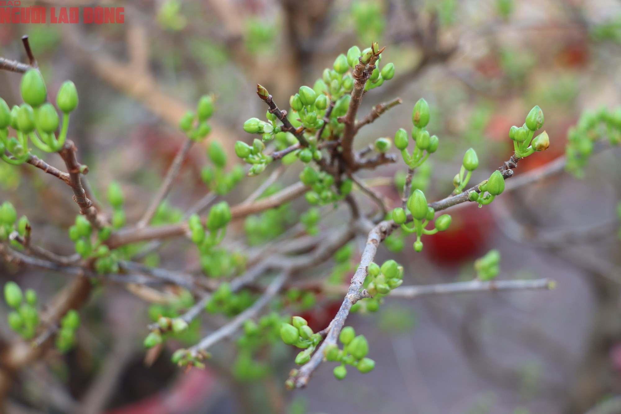 Hoa kiểng Tết 2026 gi&aacute; b&igrave;nh d&acirc;n h&uacute;t kh&aacute;ch tại miền T&acirc;y - Ảnh 2.