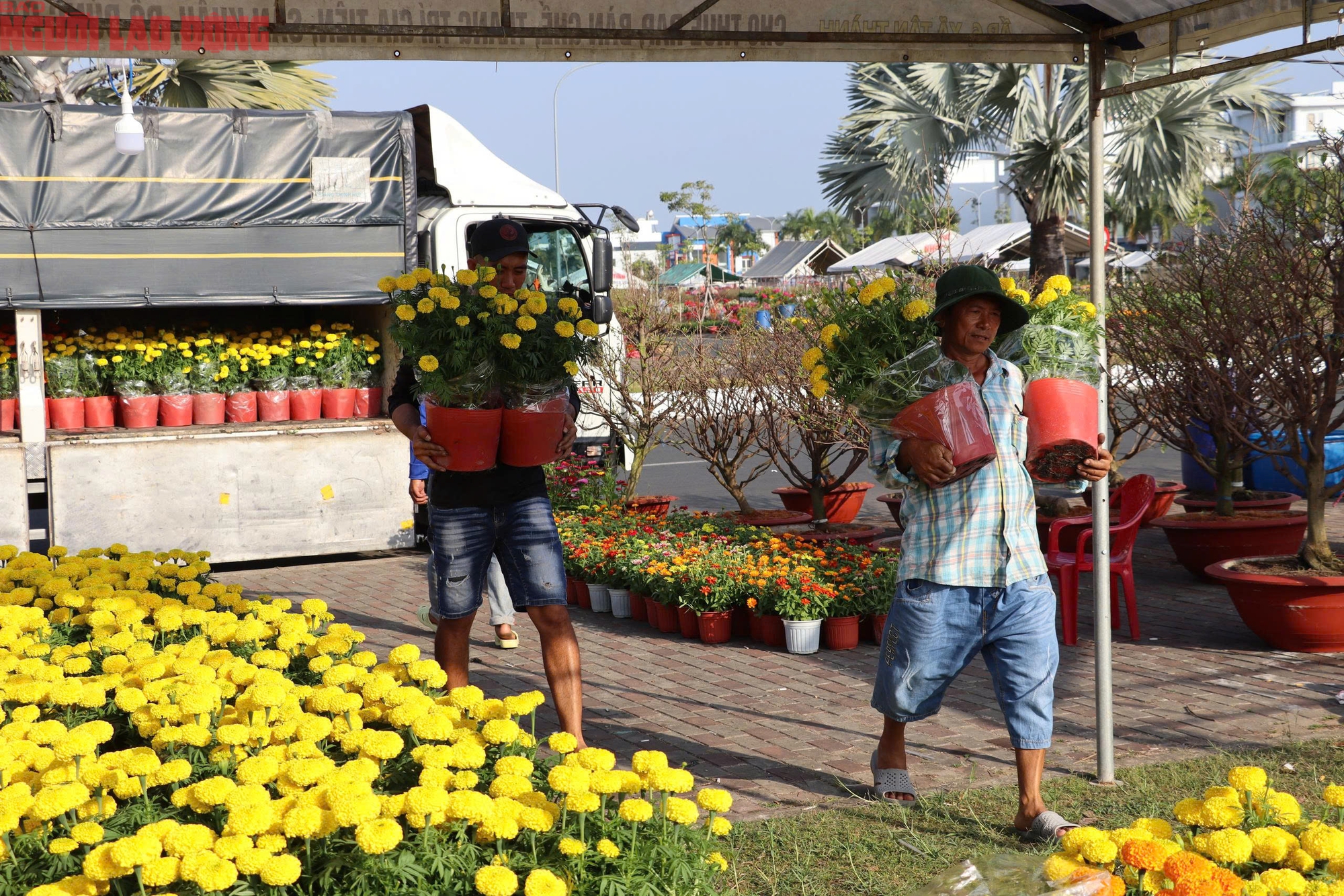 Hoa kiểng Tết 2026 gi&aacute; b&igrave;nh d&acirc;n h&uacute;t kh&aacute;ch tại miền T&acirc;y - Ảnh 5.