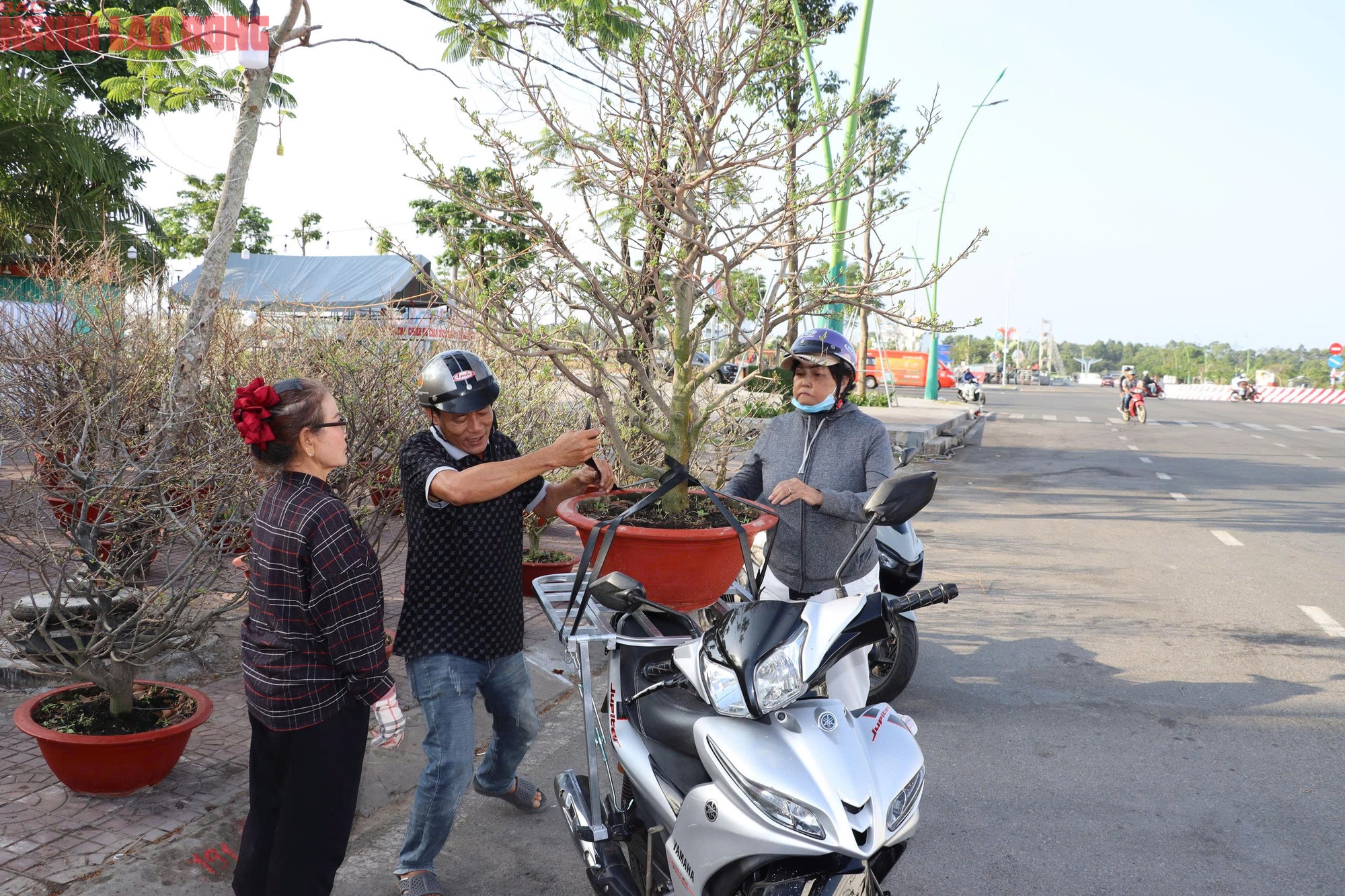 VIDEO: Hoa, kiểng Tết gi&aacute; b&igrave;nh d&acirc;n h&uacute;t kh&aacute;ch tại miền T&acirc;y - Ảnh 2.