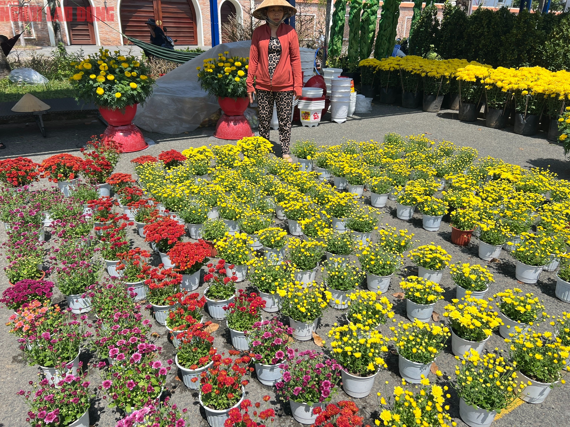 Hoa kiểng Tết 2026 gi&aacute; b&igrave;nh d&acirc;n h&uacute;t kh&aacute;ch tại miền T&acirc;y - Ảnh 6.