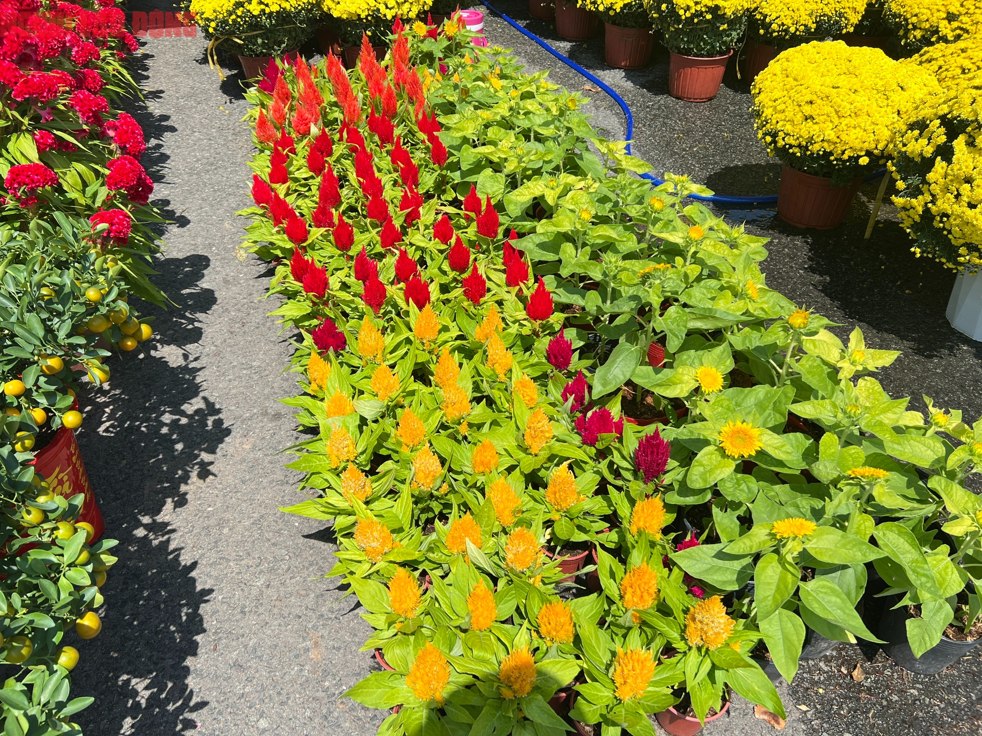 Hoa kiểng Tết 2026 gi&aacute; b&igrave;nh d&acirc;n h&uacute;t kh&aacute;ch tại miền T&acirc;y - Ảnh 7.