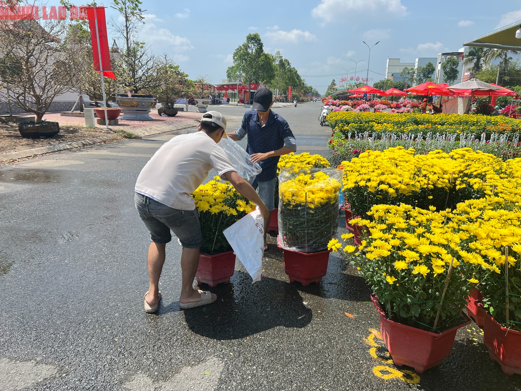 Hoa kiểng Tết 2026 gi&aacute; b&igrave;nh d&acirc;n h&uacute;t kh&aacute;ch tại miền T&acirc;y - Ảnh 8.