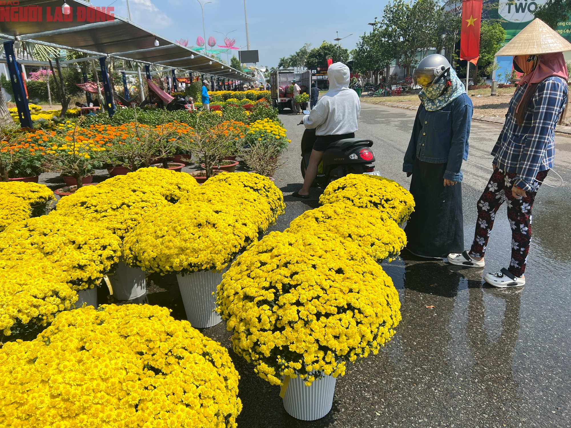 Hoa kiểng Tết 2026 gi&aacute; b&igrave;nh d&acirc;n h&uacute;t kh&aacute;ch tại miền T&acirc;y - Ảnh 9.