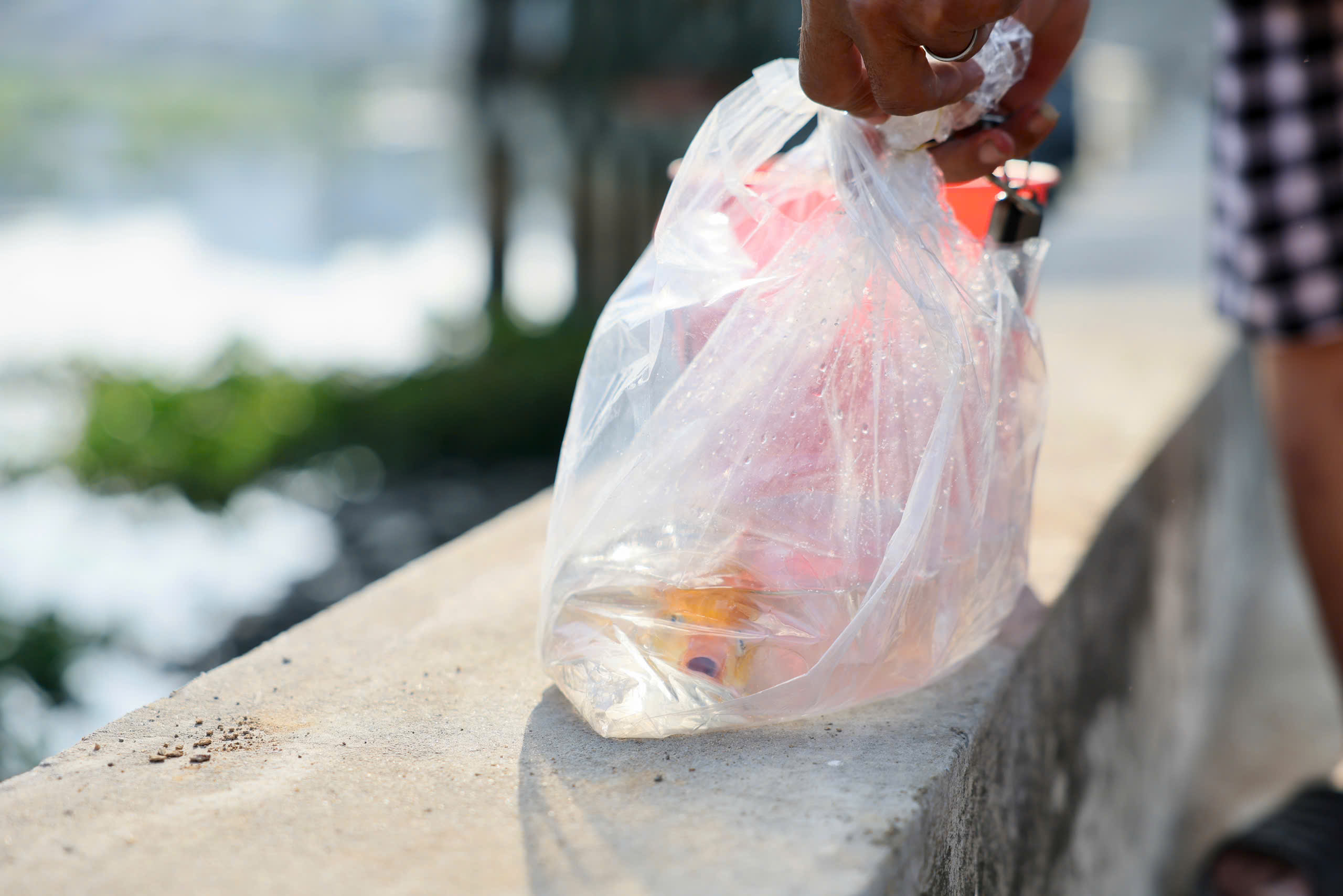 Người d&acirc;n TP HCM đi thả c&aacute; ch&eacute;p từ s&aacute;ng sớm - Ảnh 4.