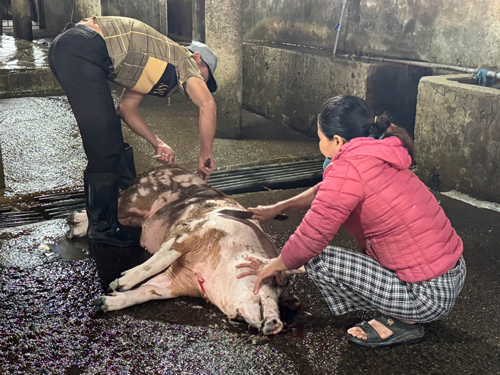 L&ograve; giết mổ vượt c&ocirc;ng suất, th&uacute; y kh&ocirc;ng theo kịp? - Ảnh 1.