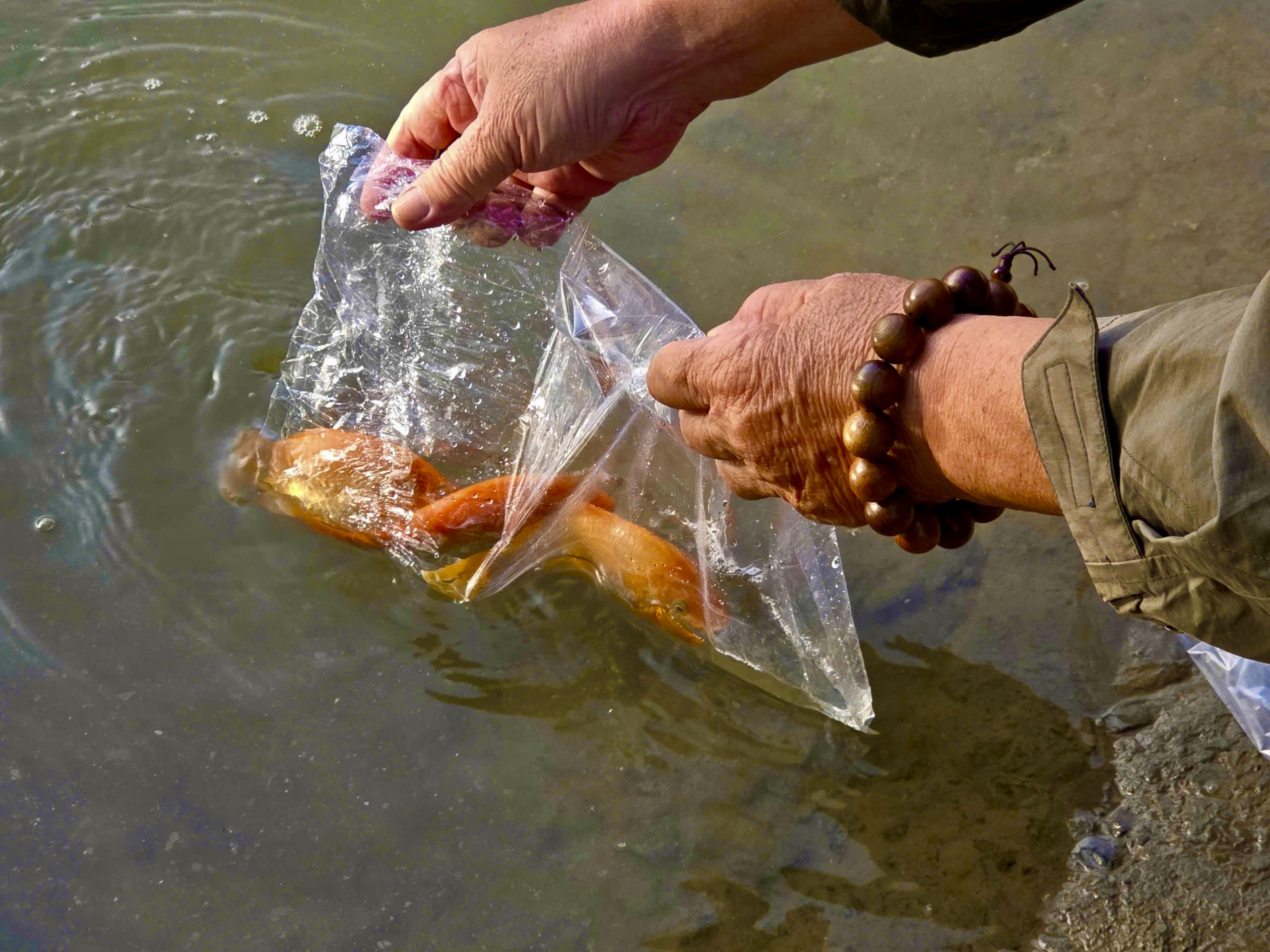 Người d&acirc;n TP HCM đi thả c&aacute; ch&eacute;p từ s&aacute;ng sớm - Ảnh 10.