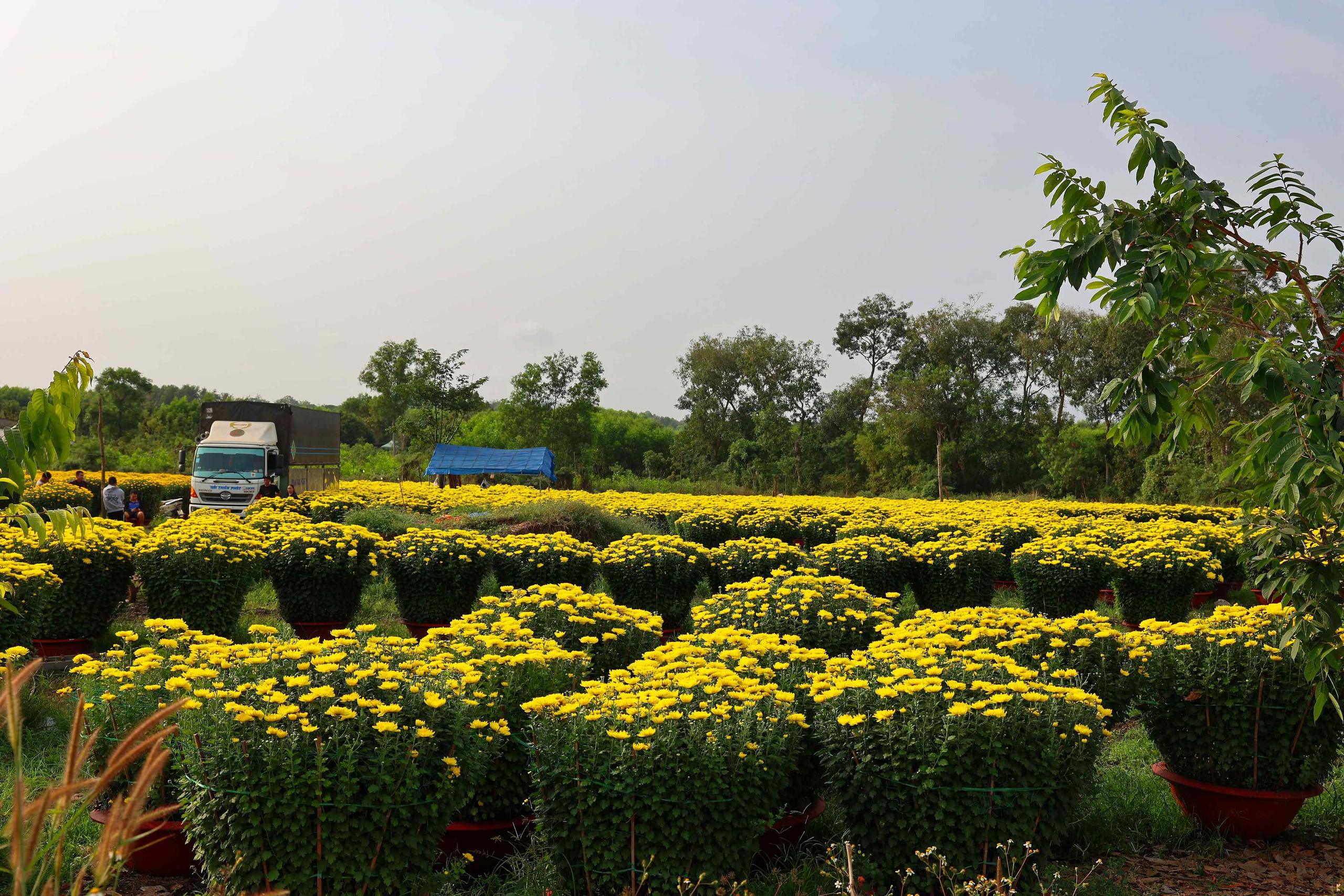 Hoa Tết v&agrave;o m&ugrave;a cao điểm: Rộn r&agrave;ng xe hoa, thấp thỏm nỗi lo - Ảnh 4.