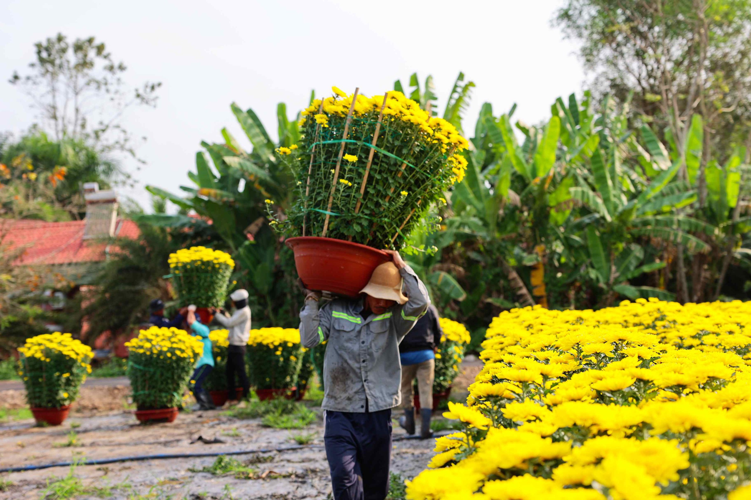 Hoa Tết v&agrave;o m&ugrave;a cao điểm: Rộn r&agrave;ng xe hoa, thấp thỏm nỗi lo - Ảnh 6.