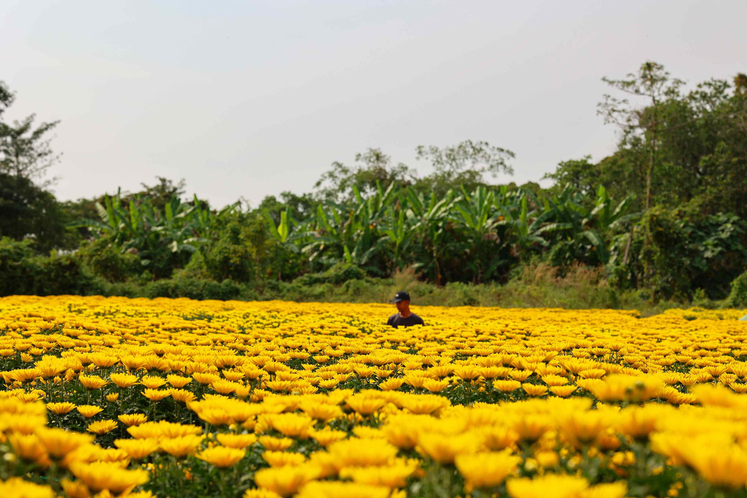 Hoa Tết v&agrave;o m&ugrave;a cao điểm: Rộn r&agrave;ng xe hoa, thấp thỏm nỗi lo - Ảnh 5.